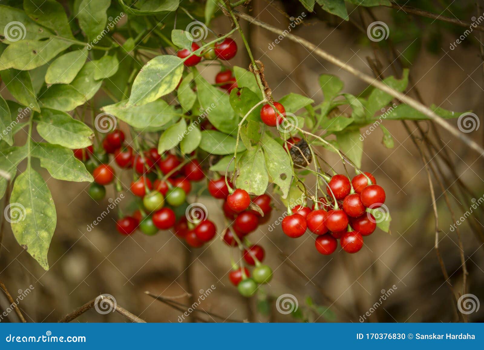 Bittersweet Nightshade Berries Stock Photo Image of dulcamara, wild