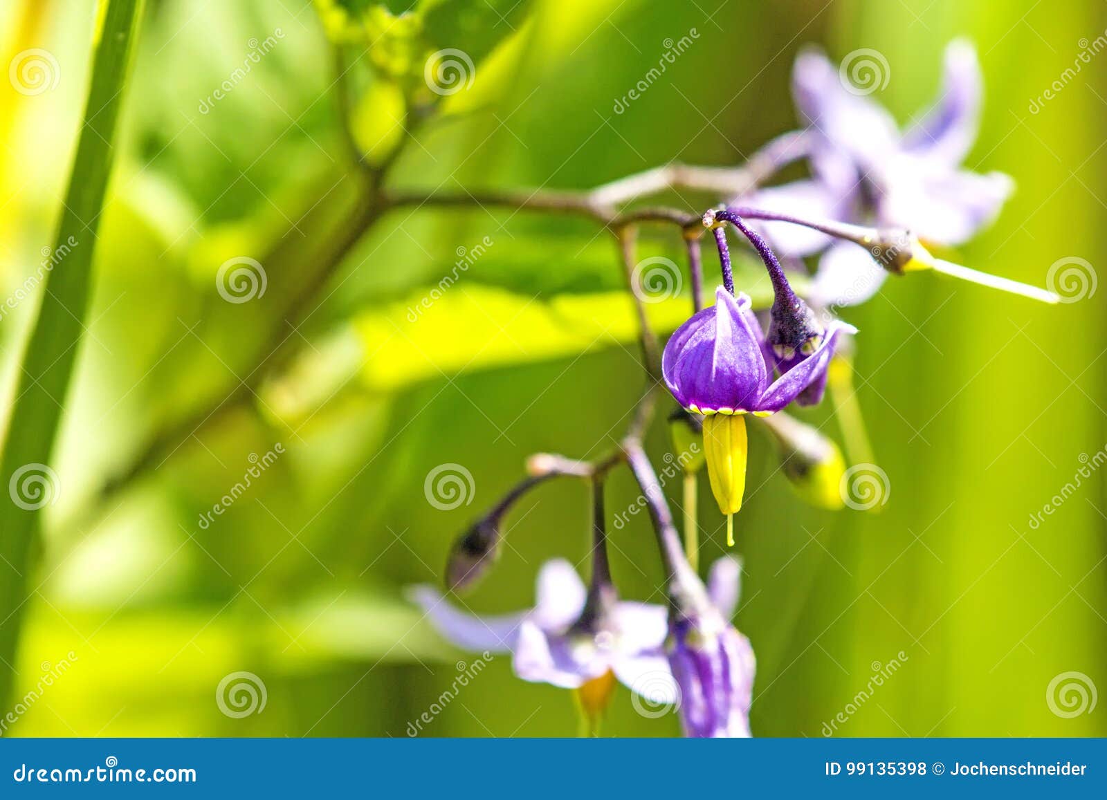 Bittersweet Nightshade with Flower Stock Photo Image of bloom, poisonflower 99135398