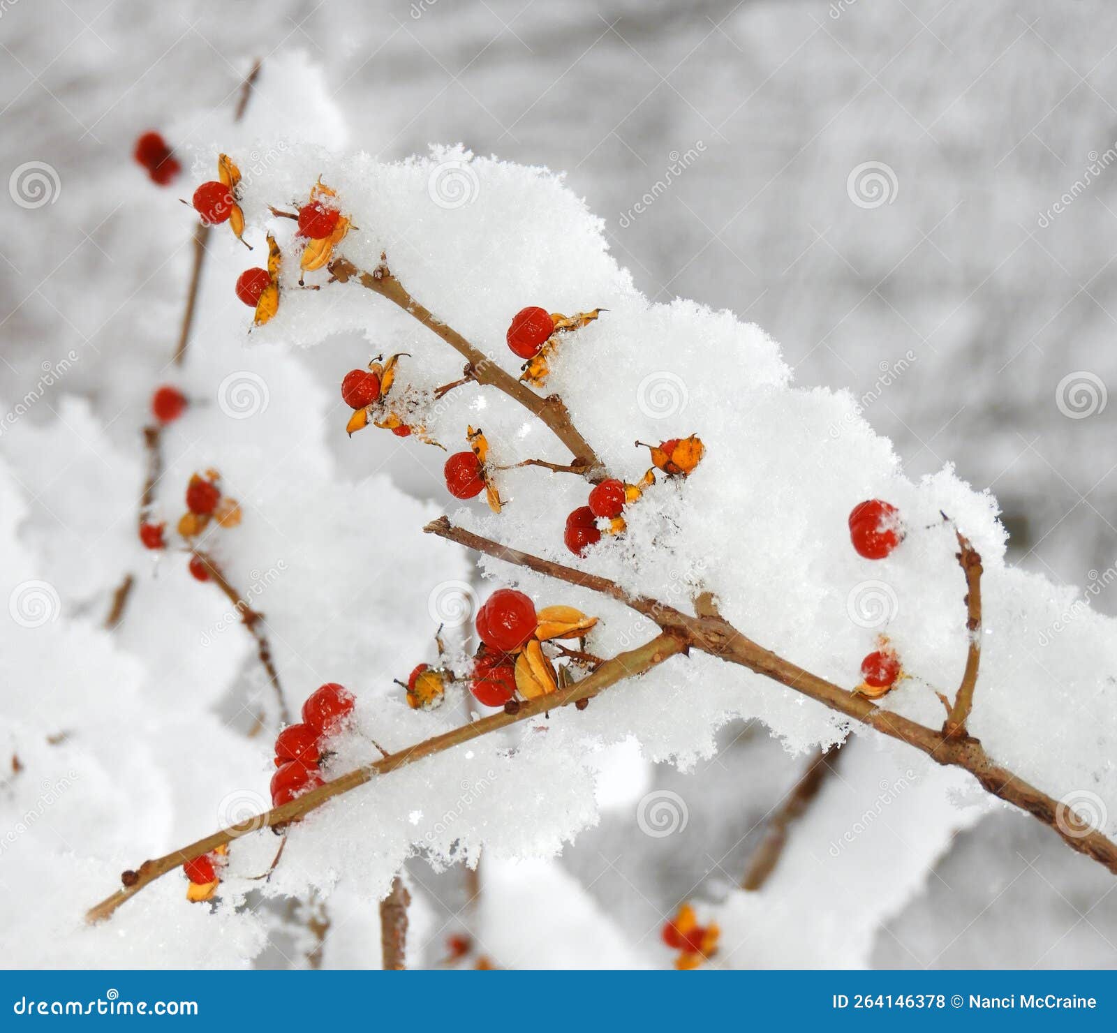 Bittersweet Vine Opened Berries Covered in Snow Stock Photo Image of frost, berries 264146378