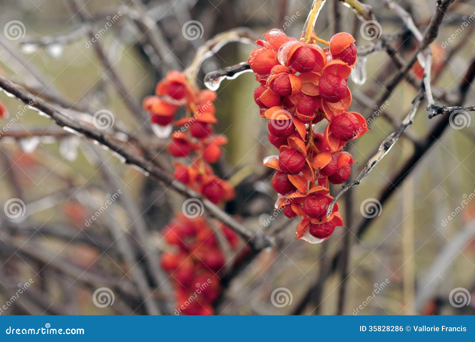 Bittersweet stock photo. Image of bittersweet, plant 35828286