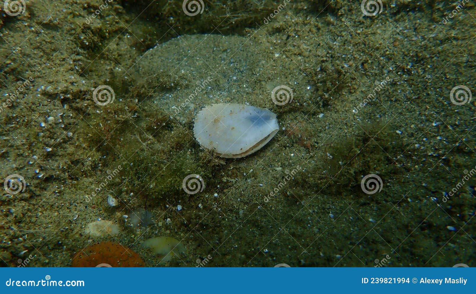 bivalve mollusc inflated lima or file shell, inflated fileclam limaria tuberculata undersea