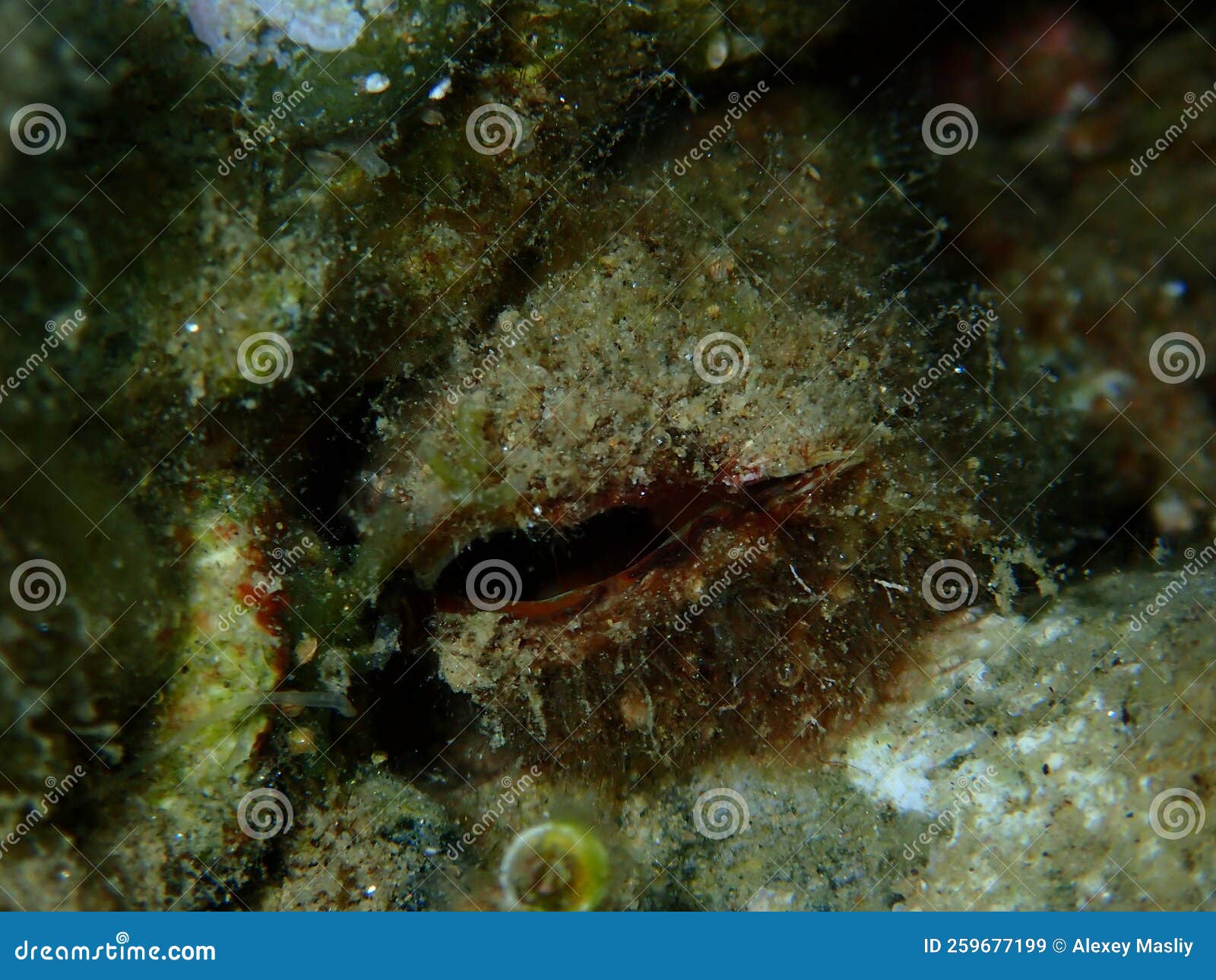 bivalve mollusc noah's ark shell or noah's ark, noah's arch (arca noae) close-up undersea, aegean sea