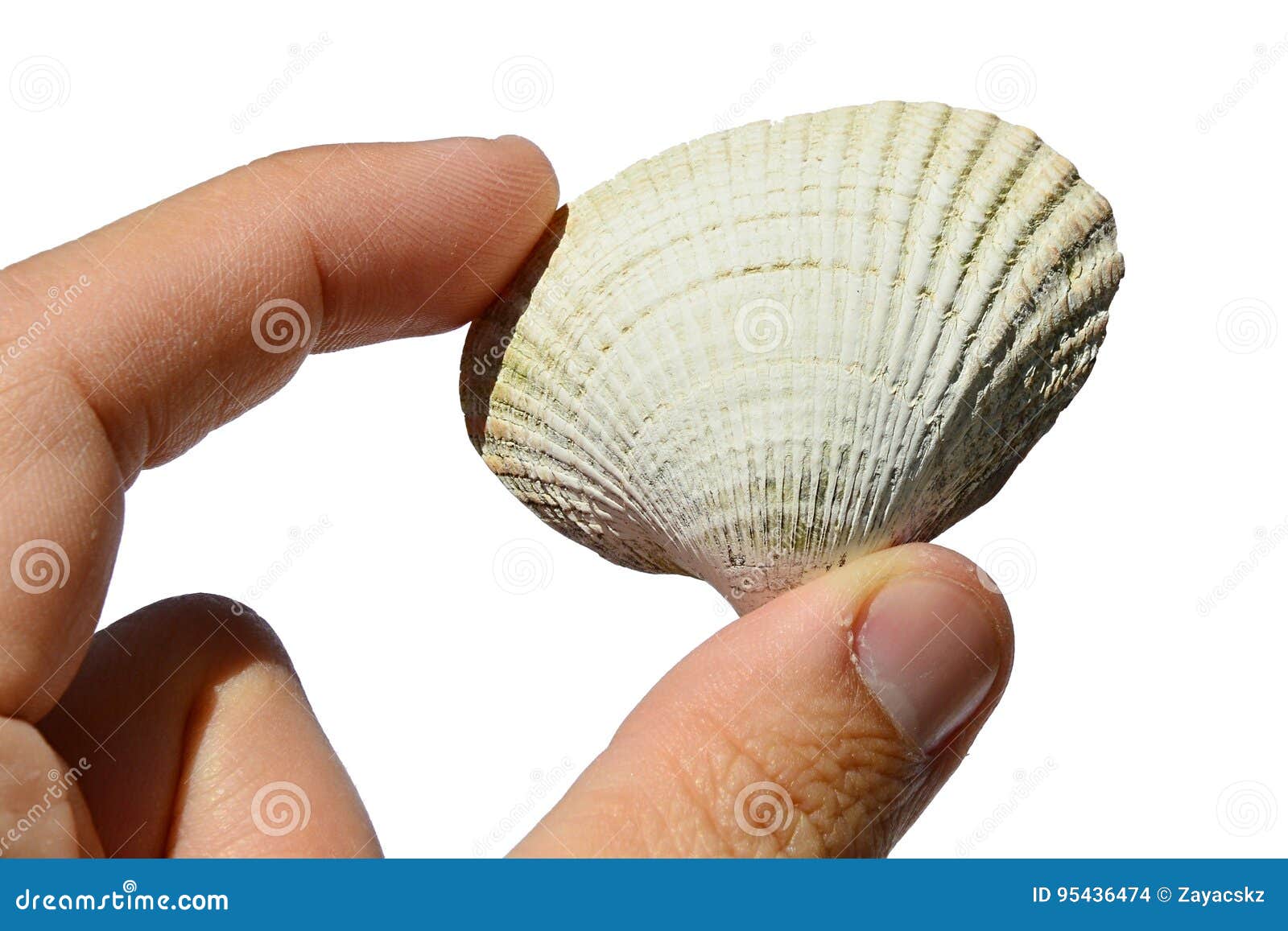 bivalve seashell from bivalve mollusk mollusca held in left hand on white background
