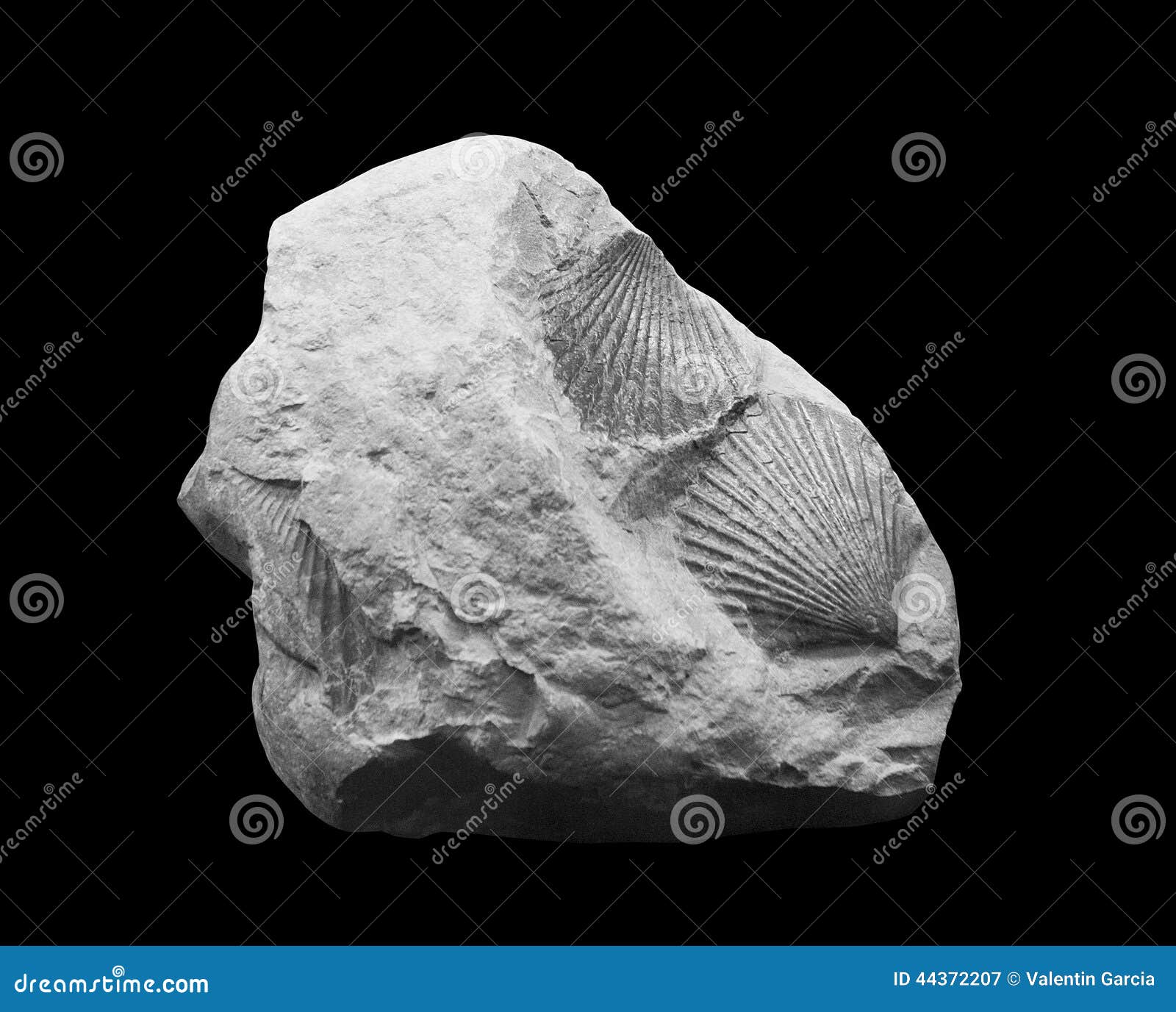 bivalves fossils