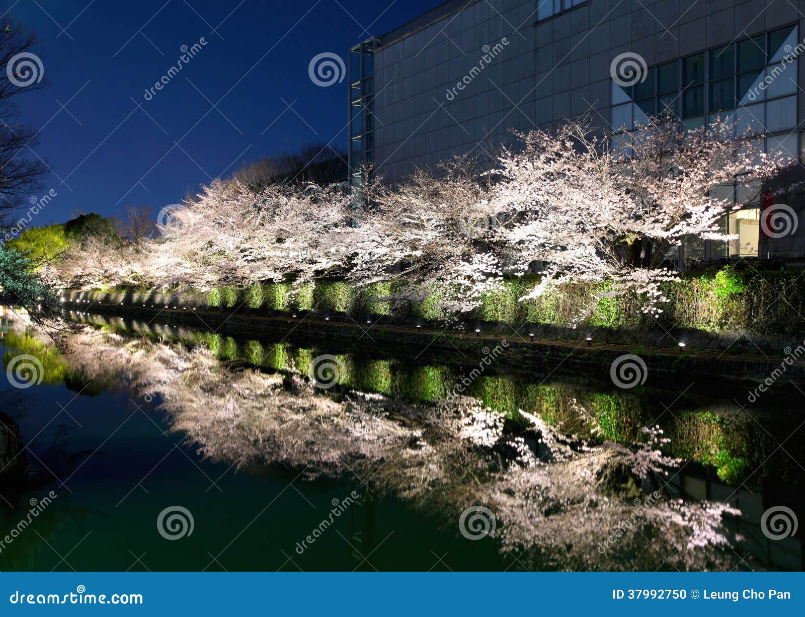 biwa lake canal with sakura tree besides