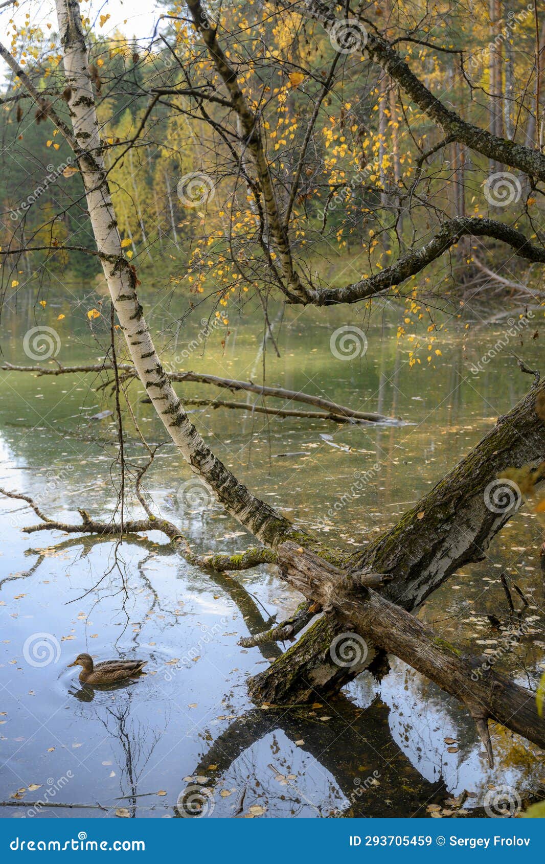 bizarrely curved trunks and branches of trees over the water of the lake with a passing duck in autumn