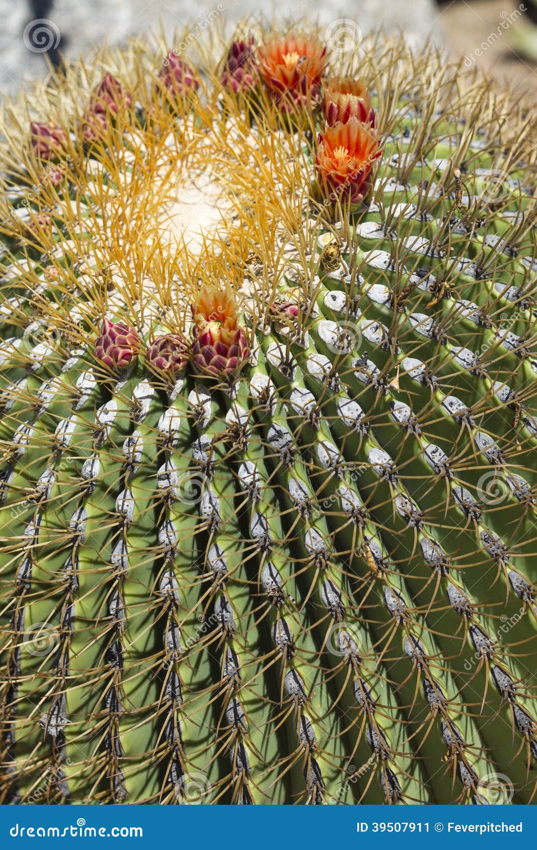 the biznaga cactus with flower blossom