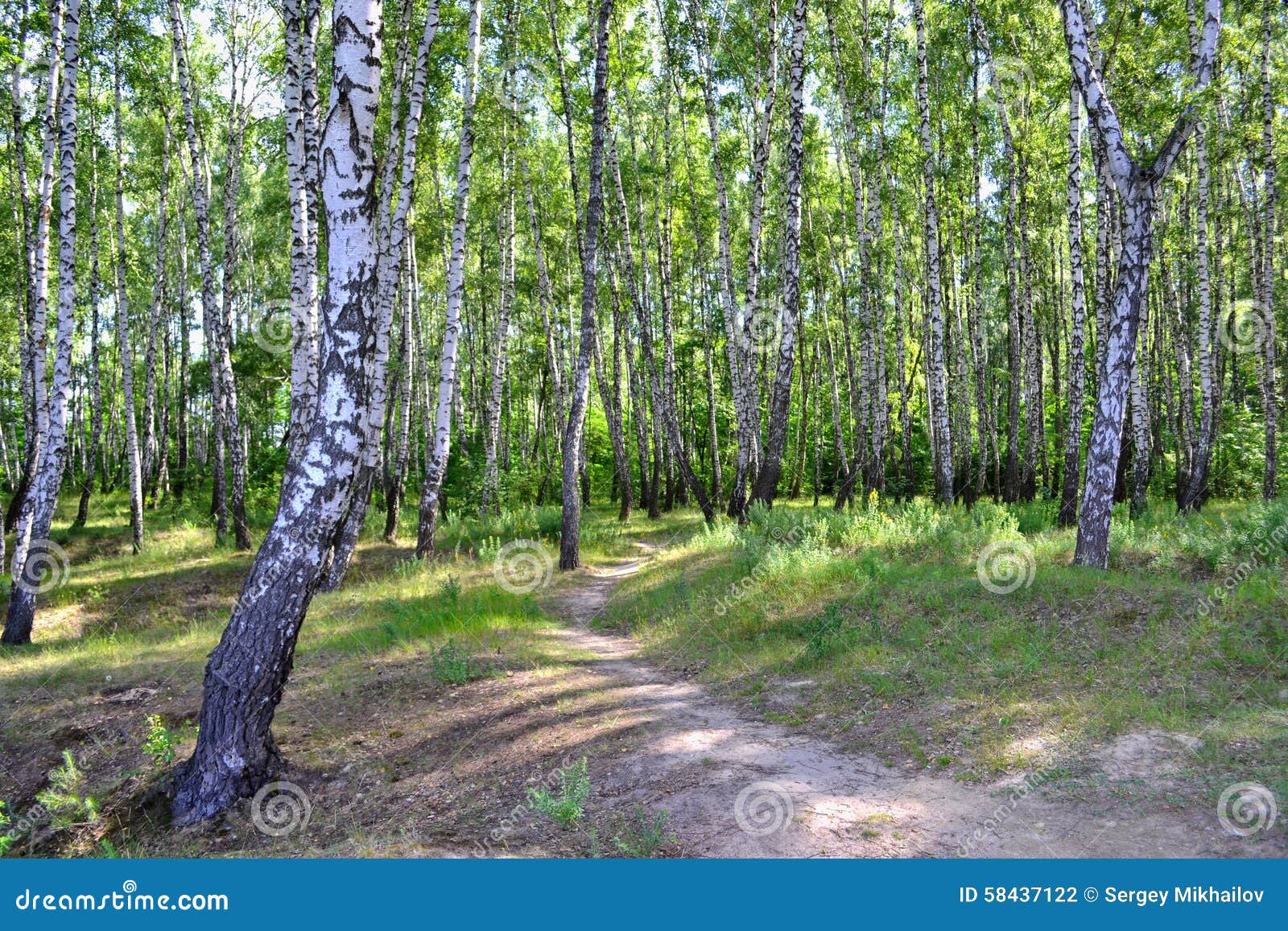 Banan i björkskogen på en sommarmorgon