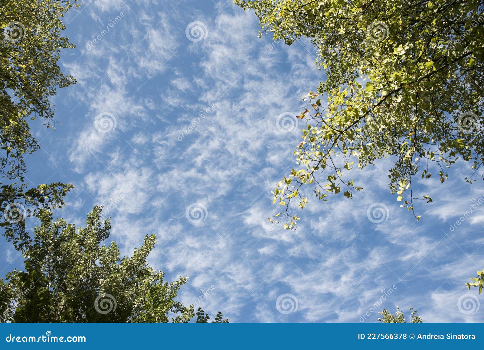 blue sky and fluffy clouds in a park