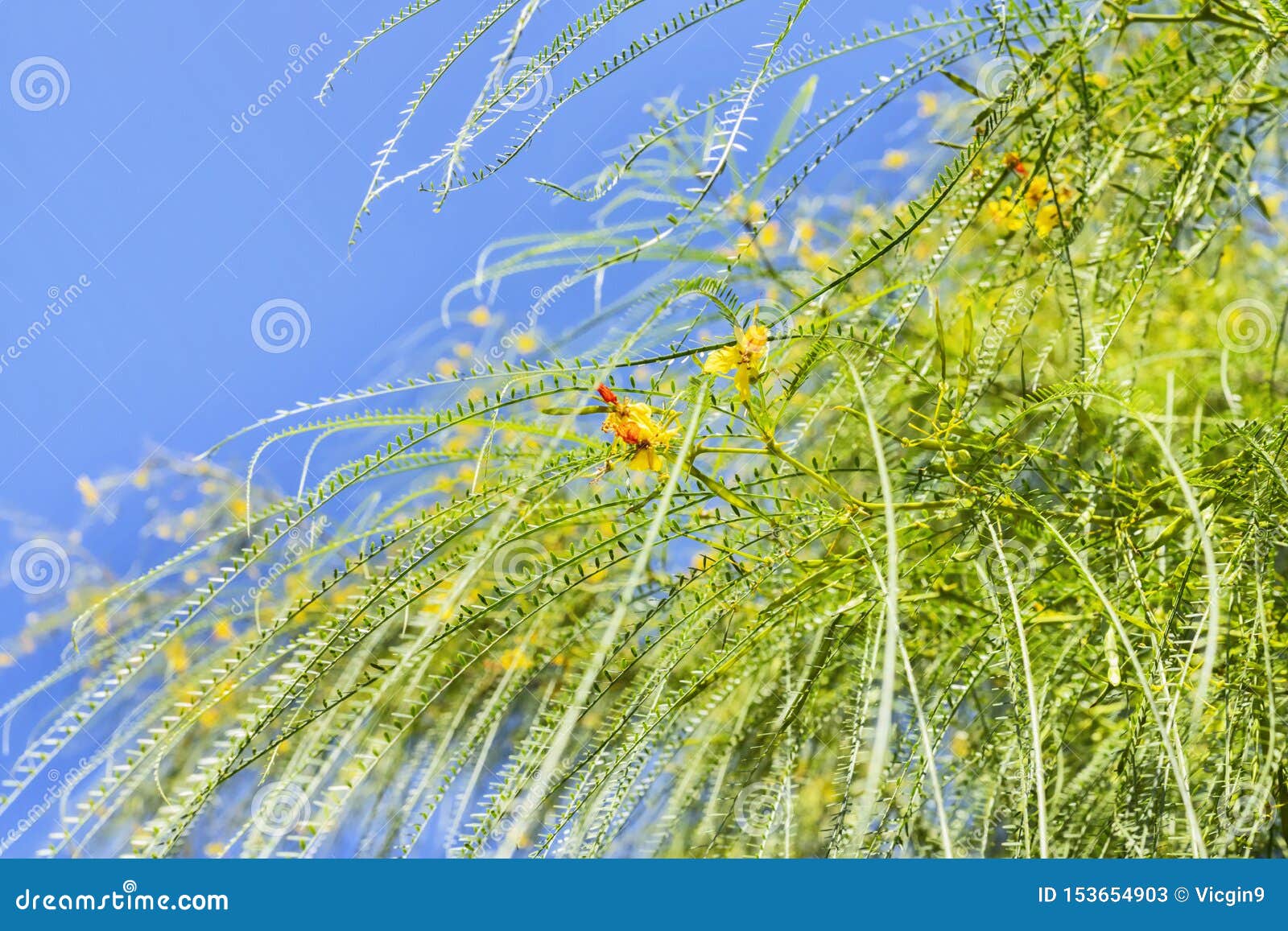 Fotos Kostenlose Und Royalty Free Stock Fotos Von Dreamstime