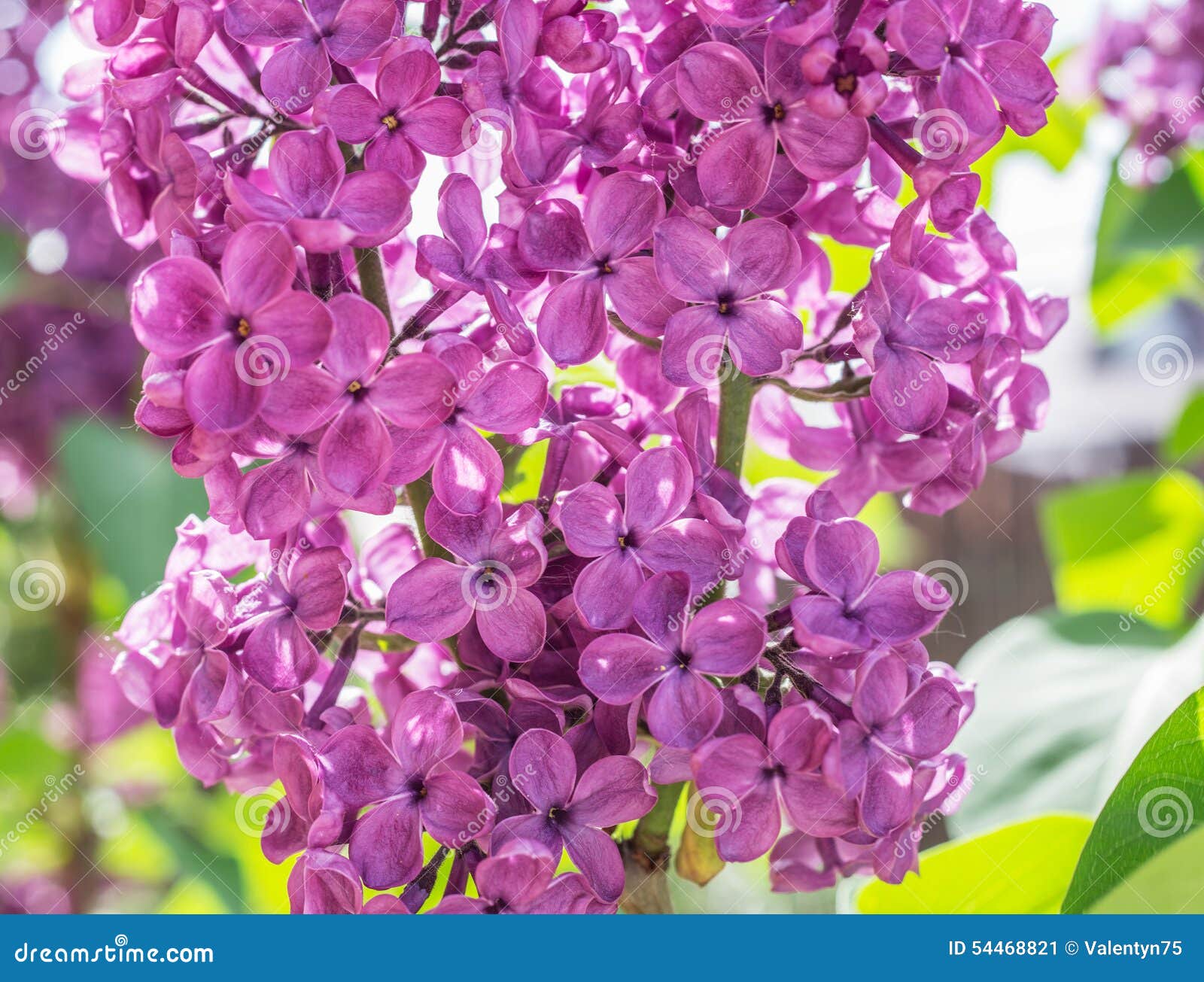 Blühende Lila Blumen Im Garten Stockbild Bild von