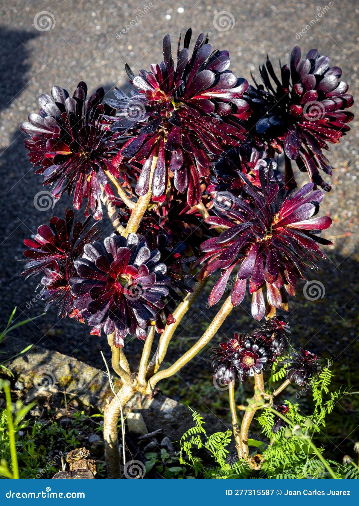 Black Aeonium Arboreum Zwartkop (Black Rose) with Blurred Backgrounf ...
