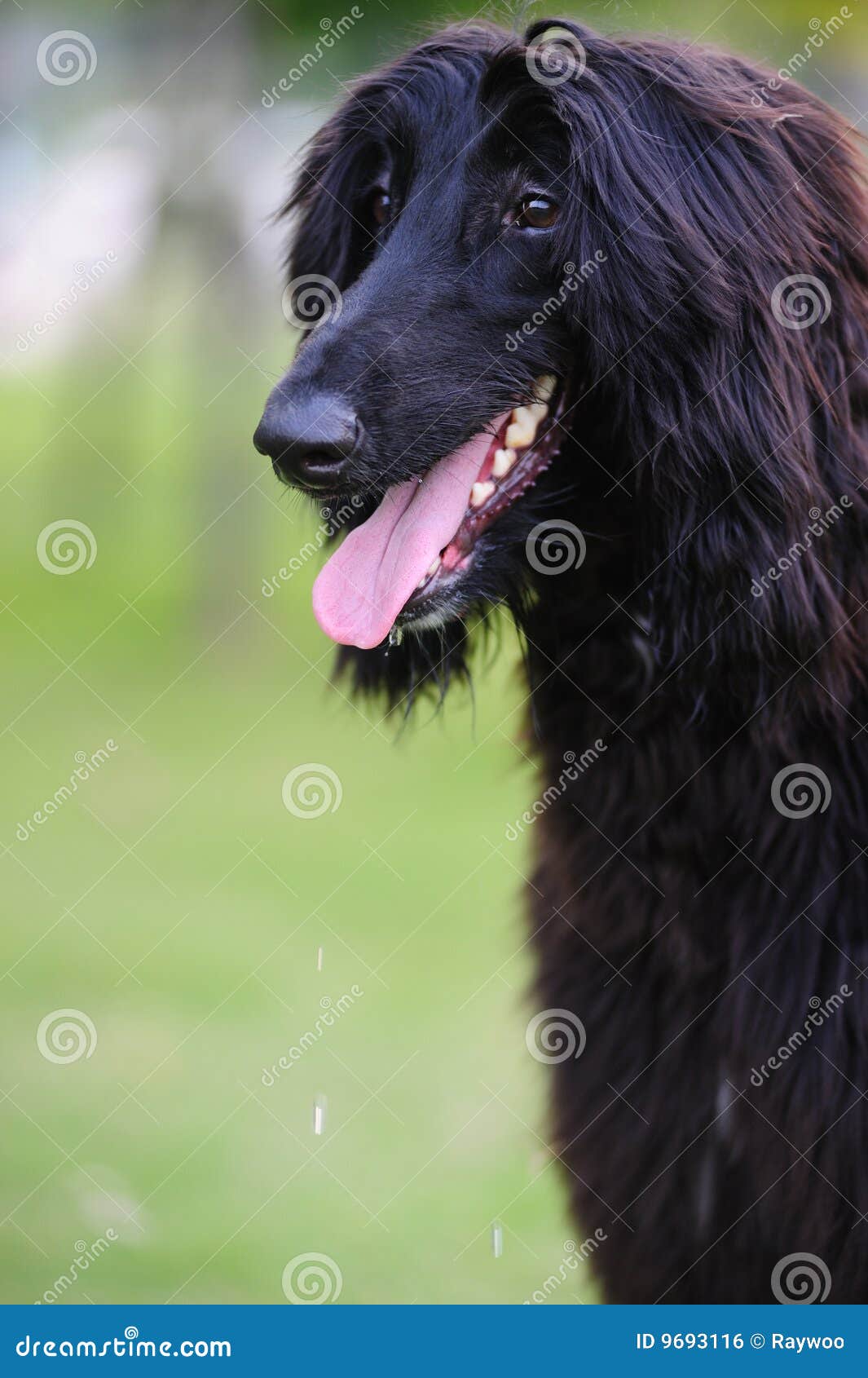73+ Black Afghan Hound Dog Pic Bleumoonproductions