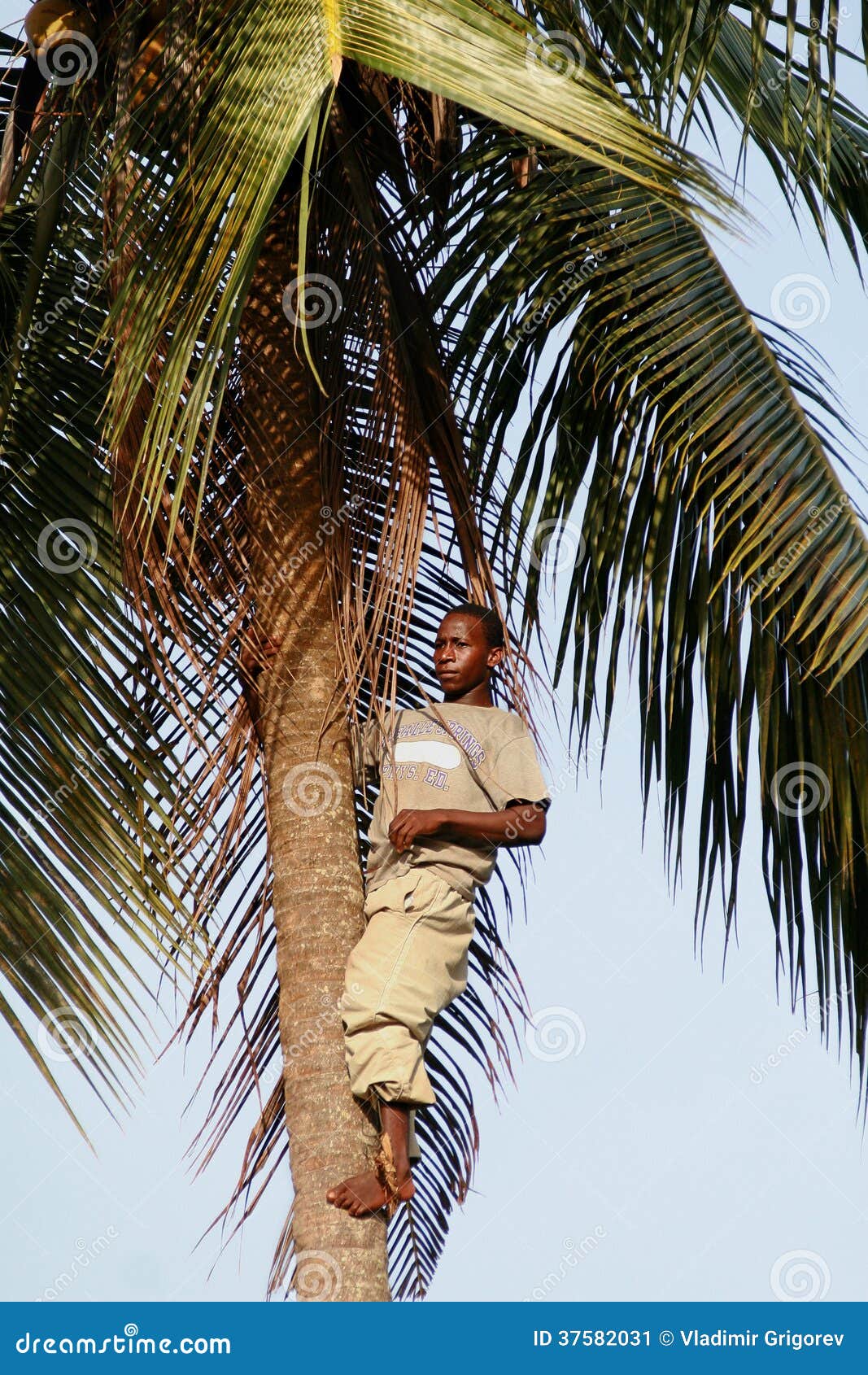 Black African Climbed To the Top of a Palm Tree. Editorial Photo