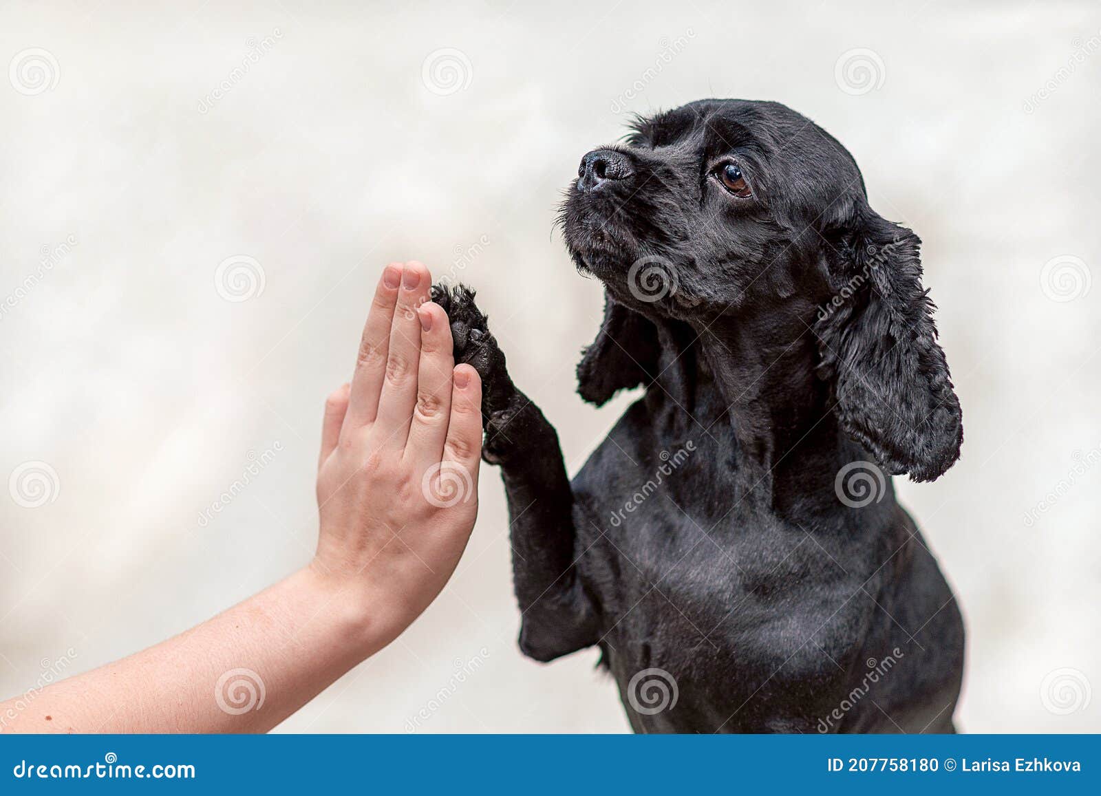 Black American Cocker Spaniel Dog Gives a Paw, High Five. Selection Stock Photo - Image of educate, 207758180