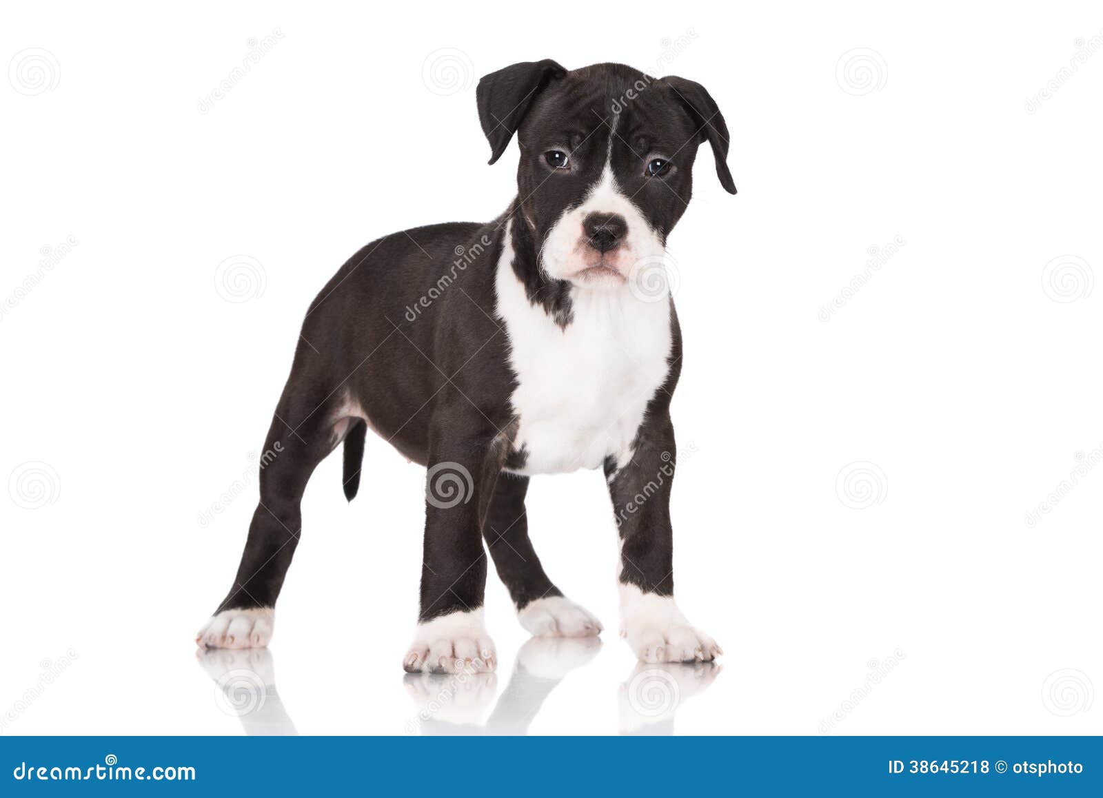 black american staffy puppies