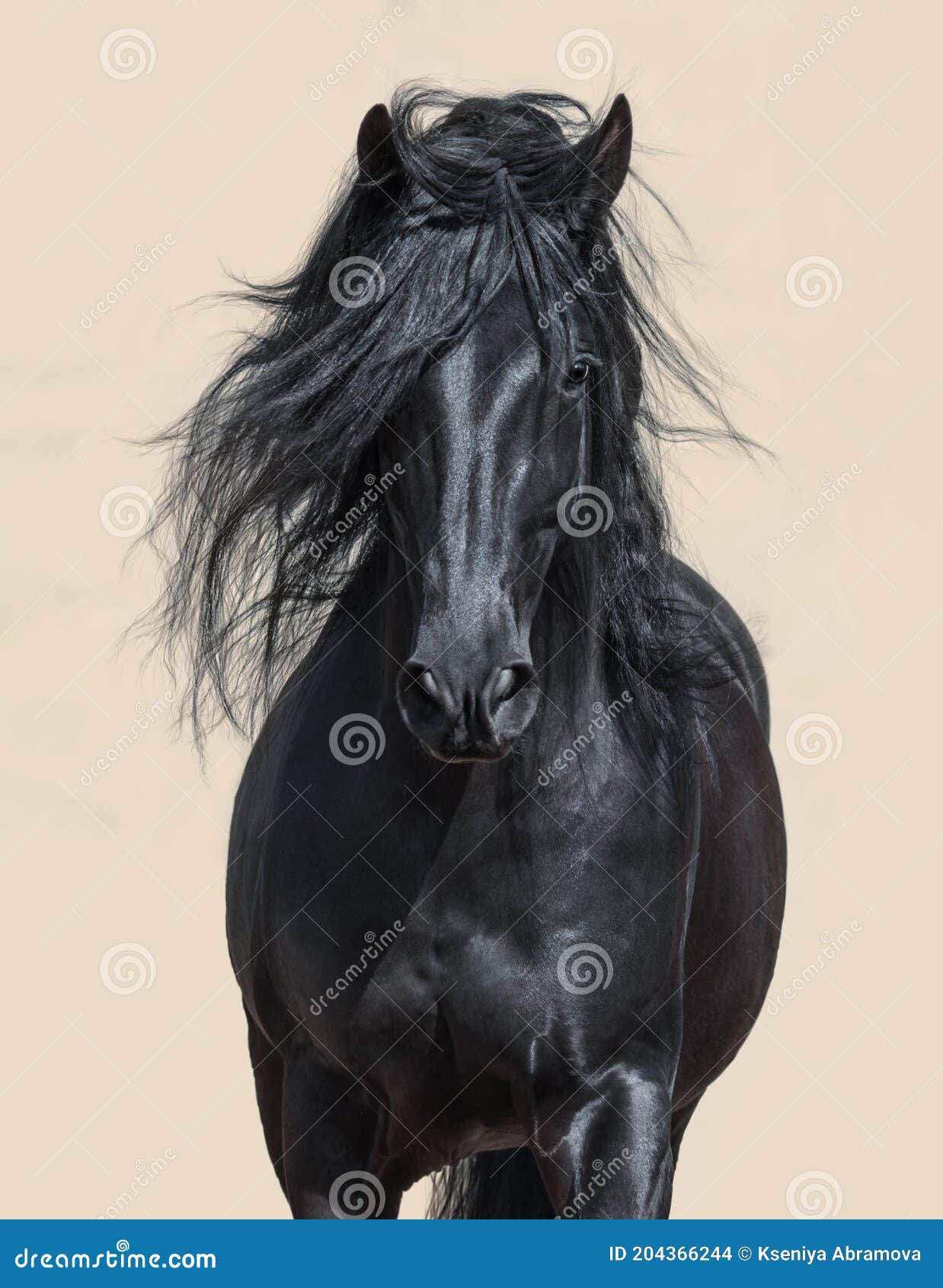 21,183 Horse Front Stock Photos - Free & Royalty-Free Stock Photos from  Dreamstime