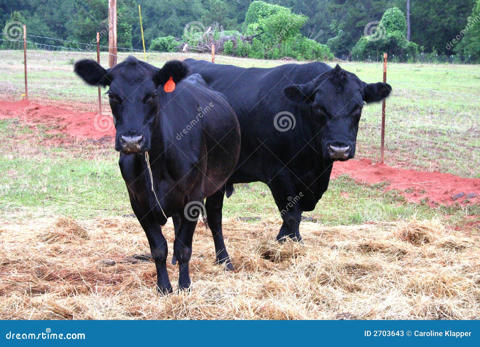 Black Angus Bull and Cow stock image. Image of meat, black 2703643