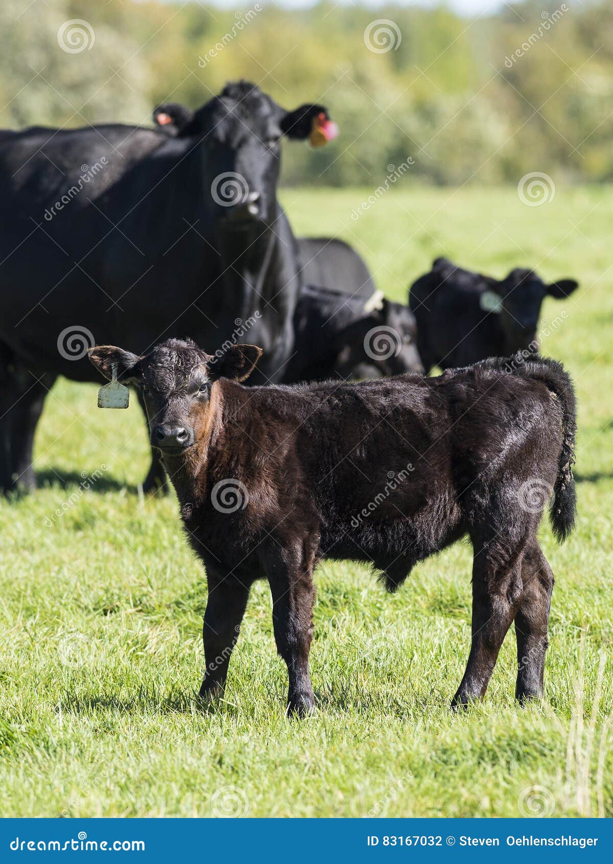Black Angus Cow and calf stock photo. Image of bull, cows 83167032