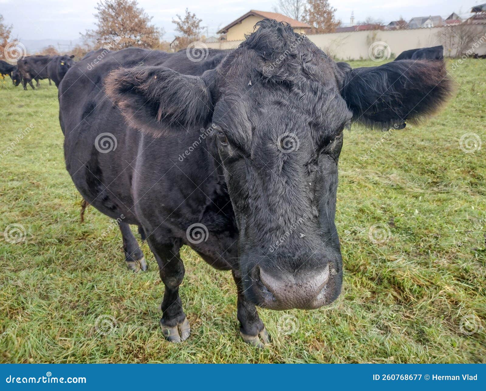 Black Angus Cow in the Grass. Black Angus Cow Portrait Stock Image
