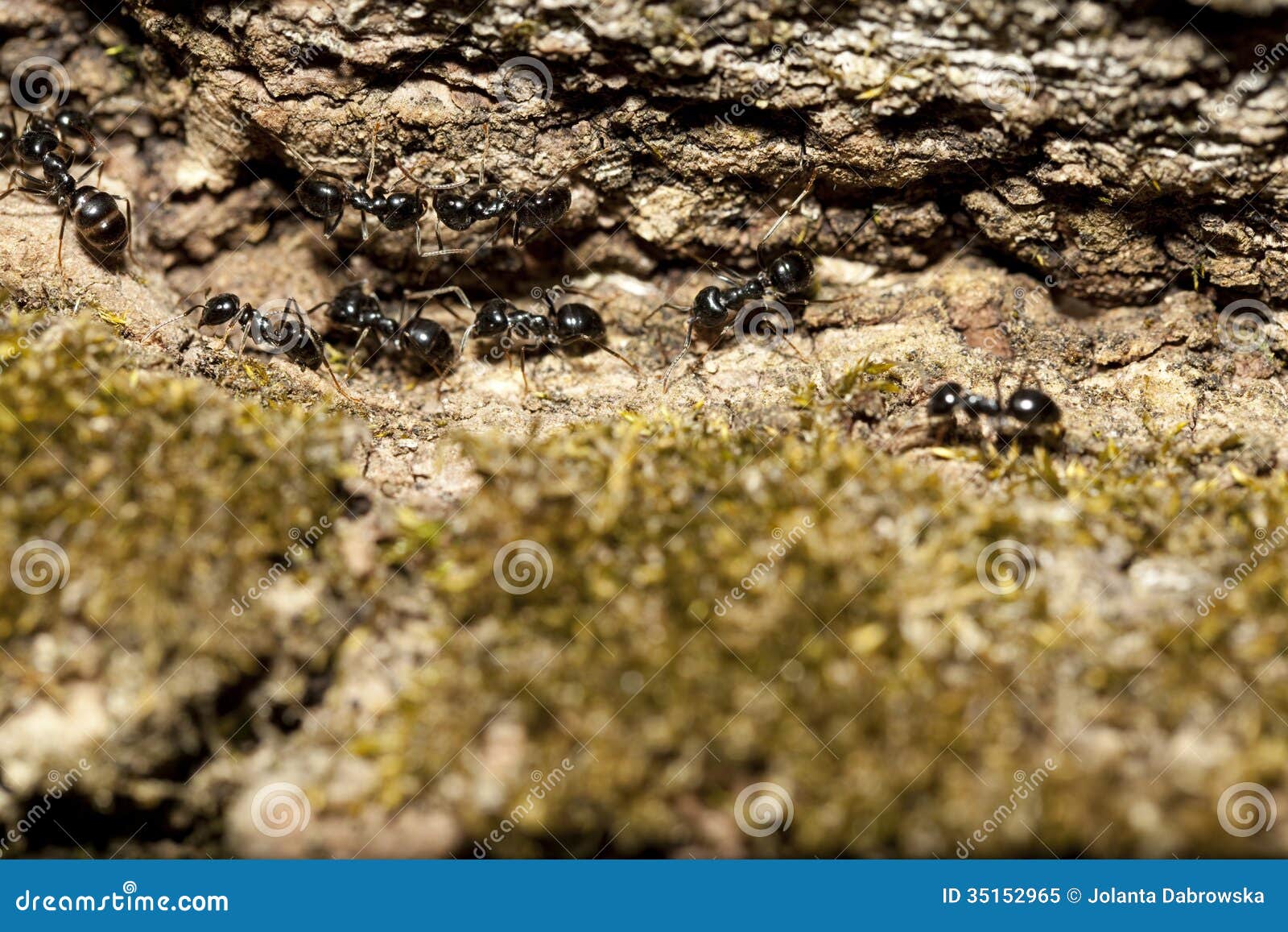Black ant stock image. Image of fauna, group, bark, macro 35152965