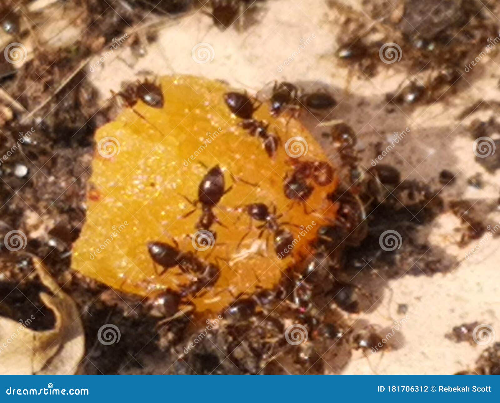 Black Ants Feeding on Nature Fruit Stock Photo Image of flower