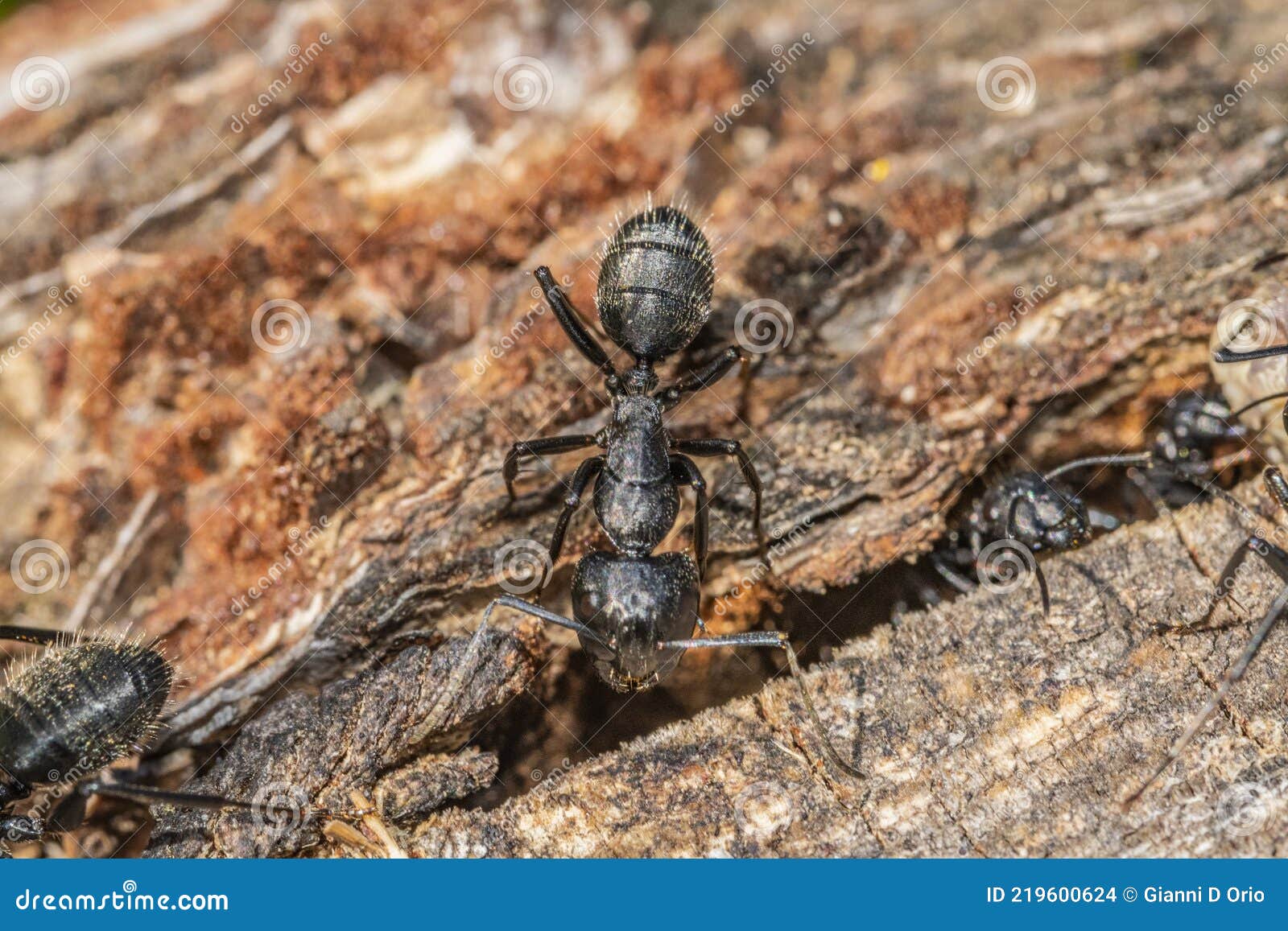 Black Ants in the Foreground on a Tree Bark Stock Photo Image of