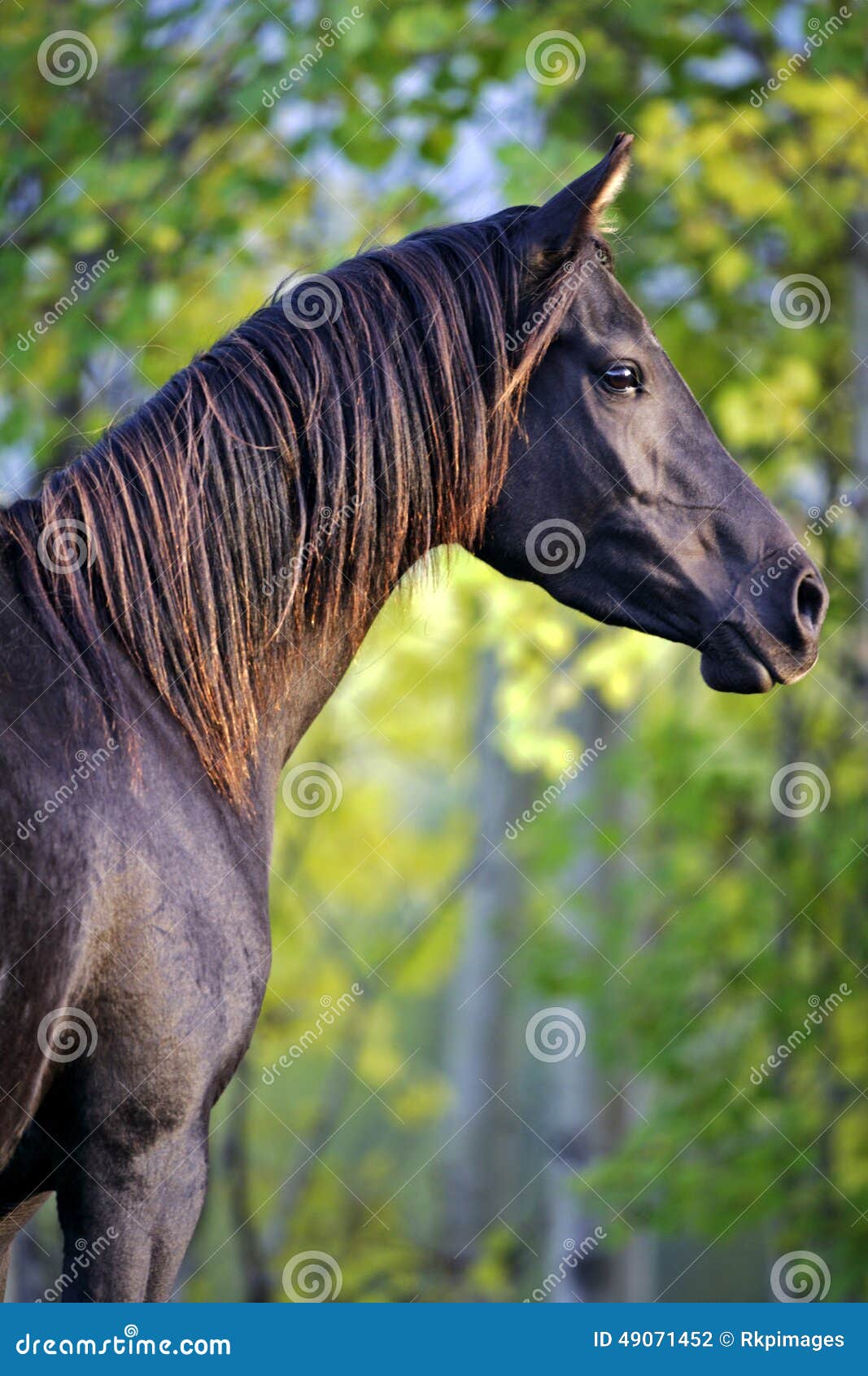 Black Arabian Mare stock photo. Image of breed, horses 49071452