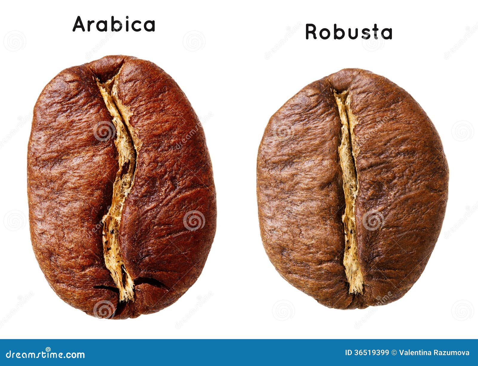 black arabica, robusta coffee bean