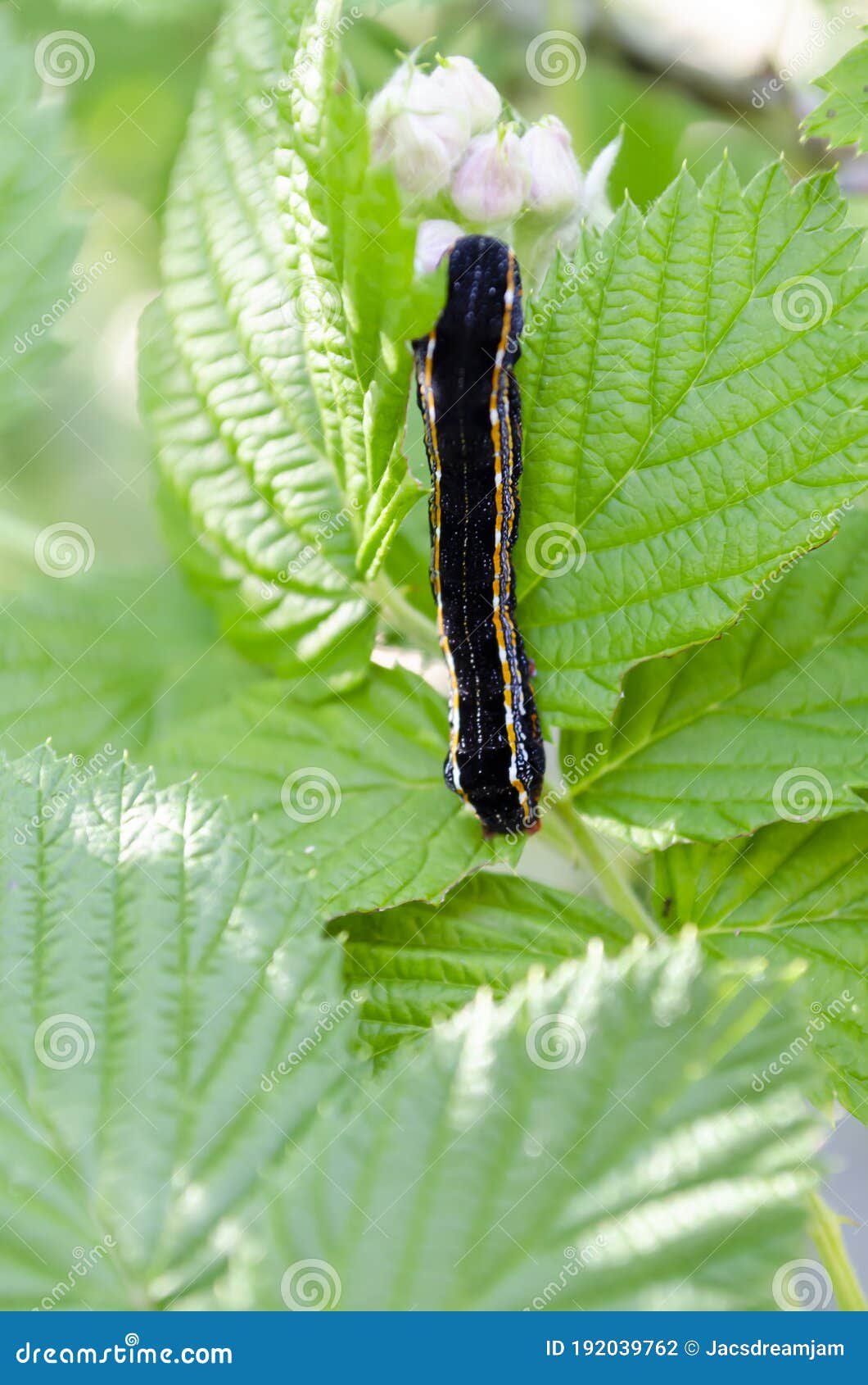 Armyworm on Raspberry Leaf stock photo. Image of arthropods - 192039762