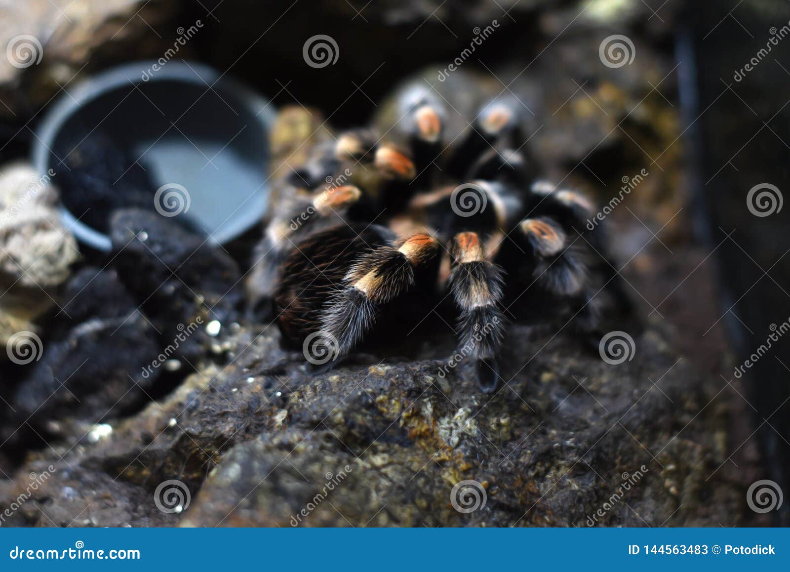 Black Arthropod with White Stripe Named Theraphosidae Family Tarantula ...