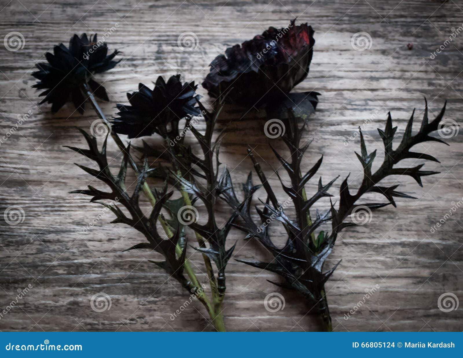 Black artificial flowers stock photo. Image of dreadful - 66805124