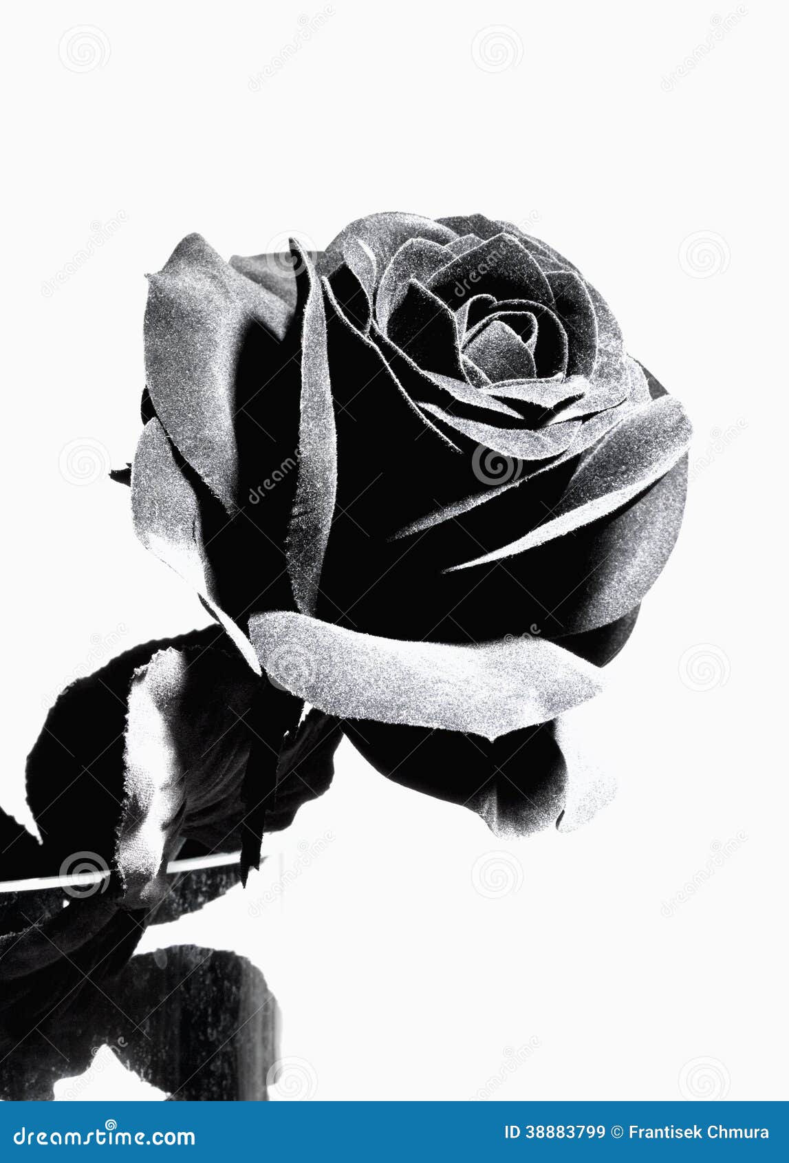 Black Artificial Rose stock image. Image of rose, single 38883799