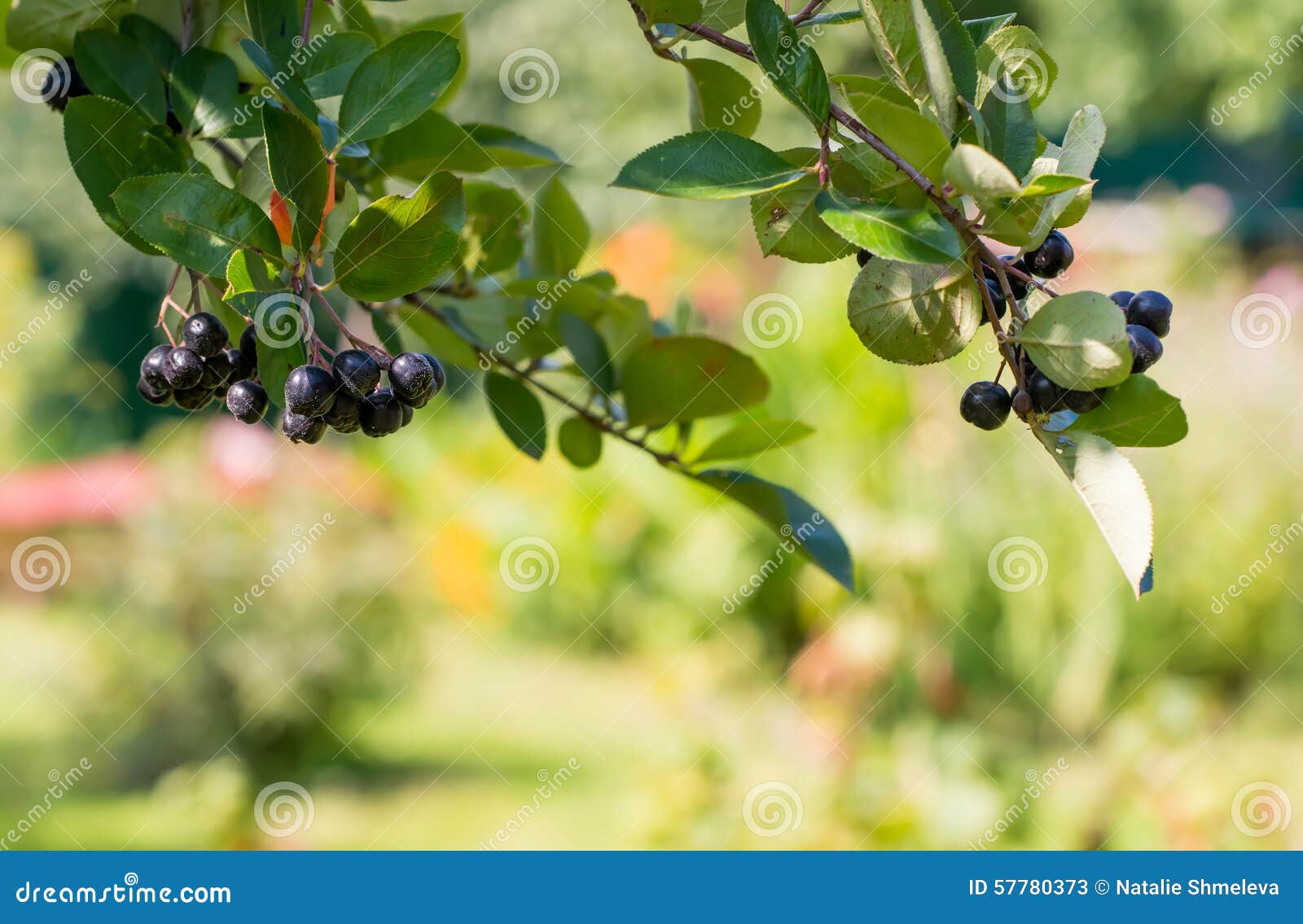 Black ash stock image. Image of ecology, ripe, summertime 57780373