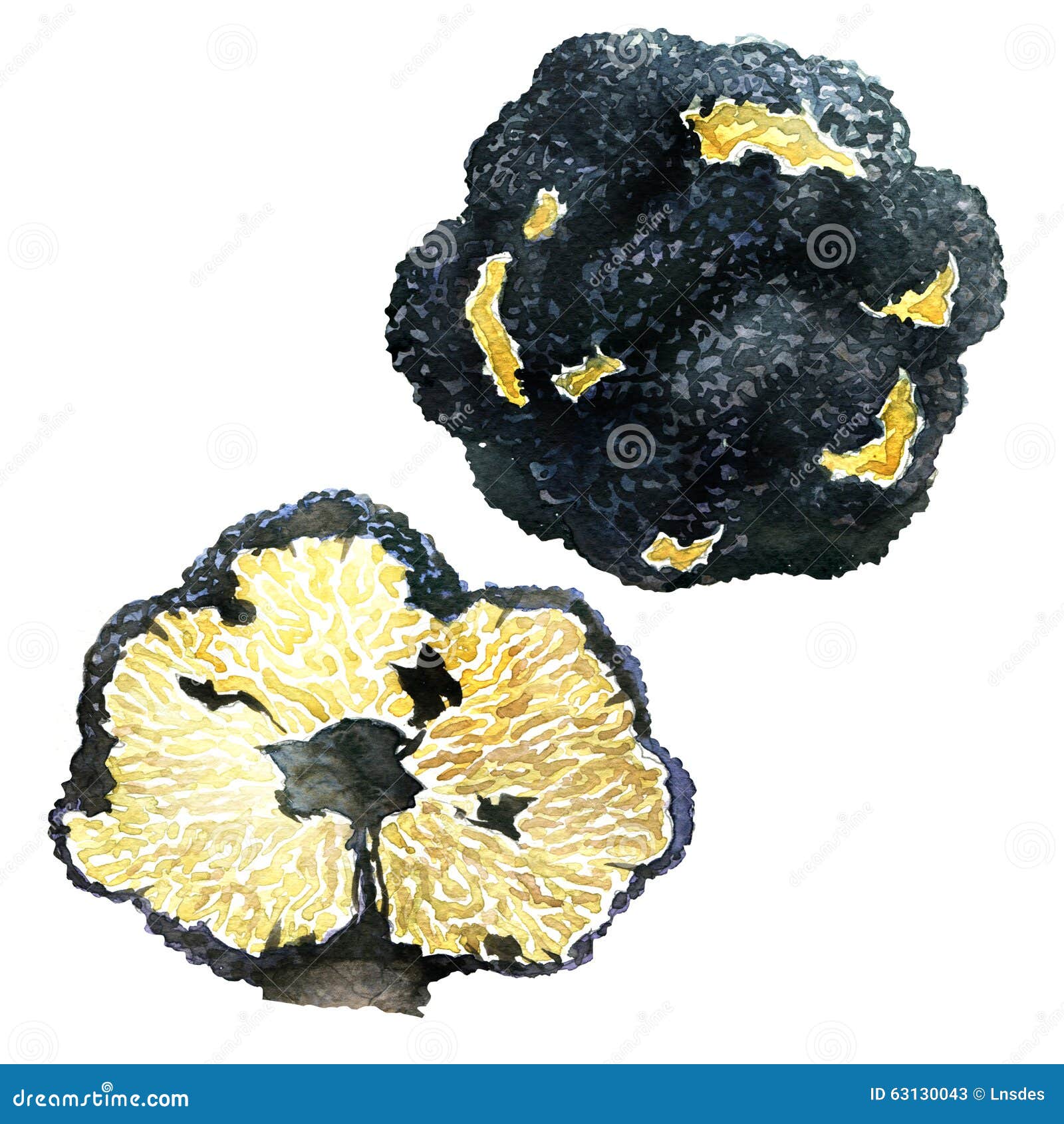 Black Autumn Truffles on White Background - Tuber Uncinatum Stock ...