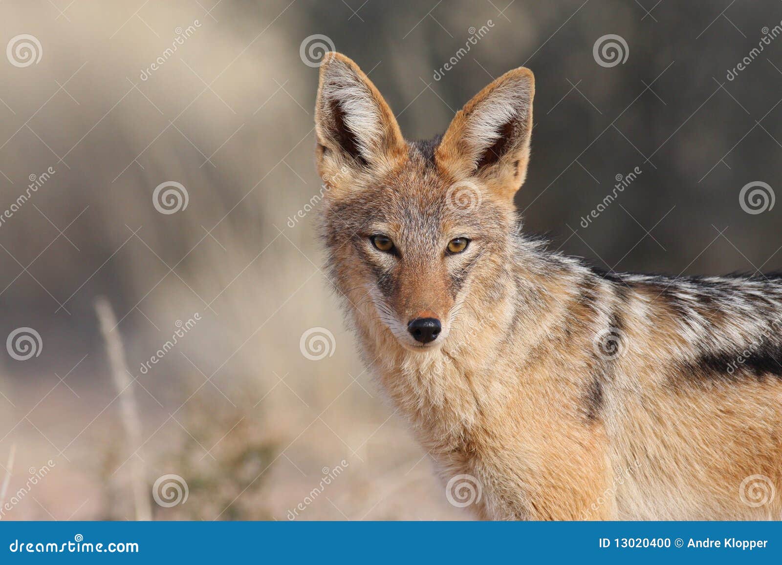 black backed jackal