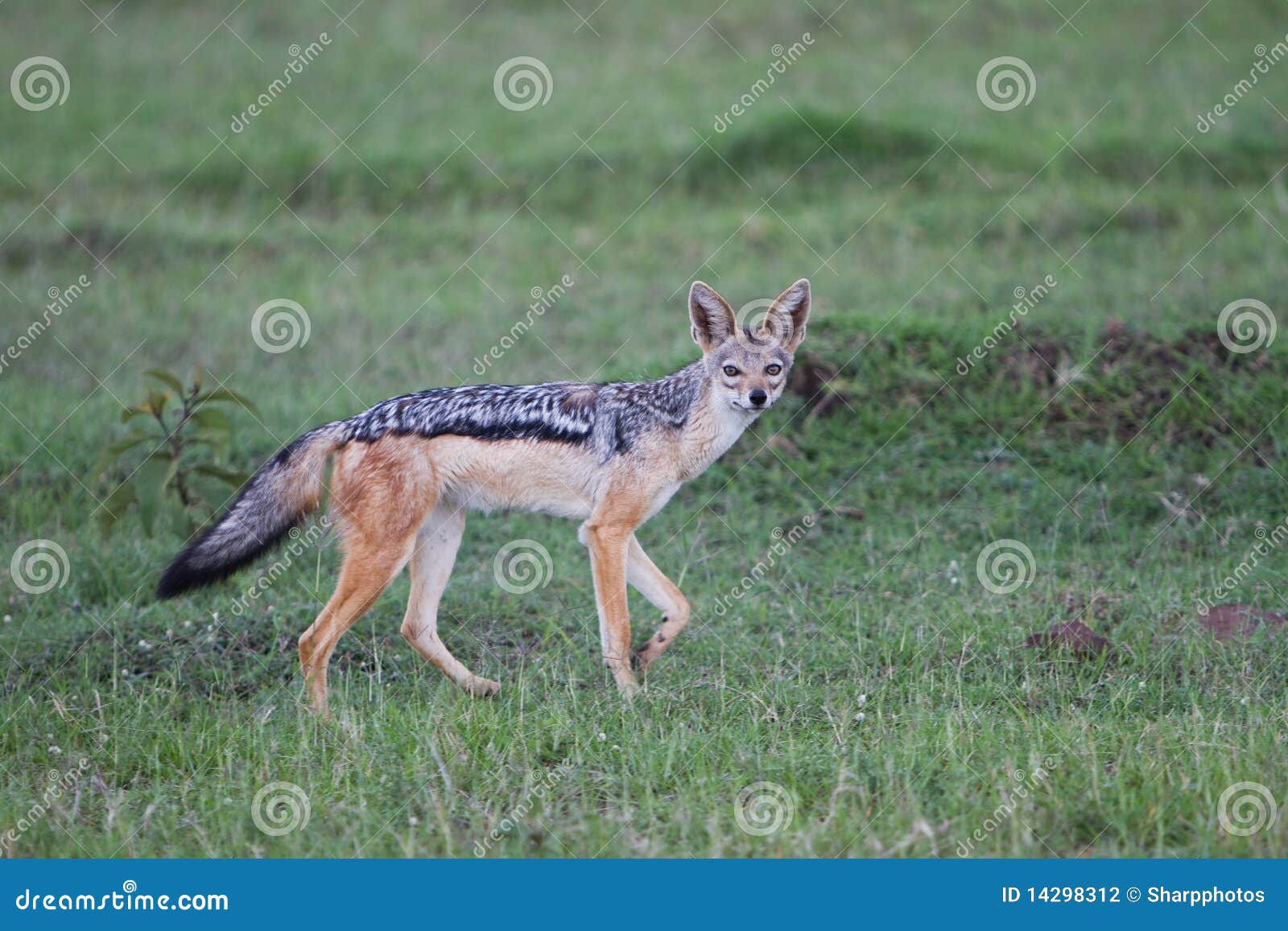 black backed jackal