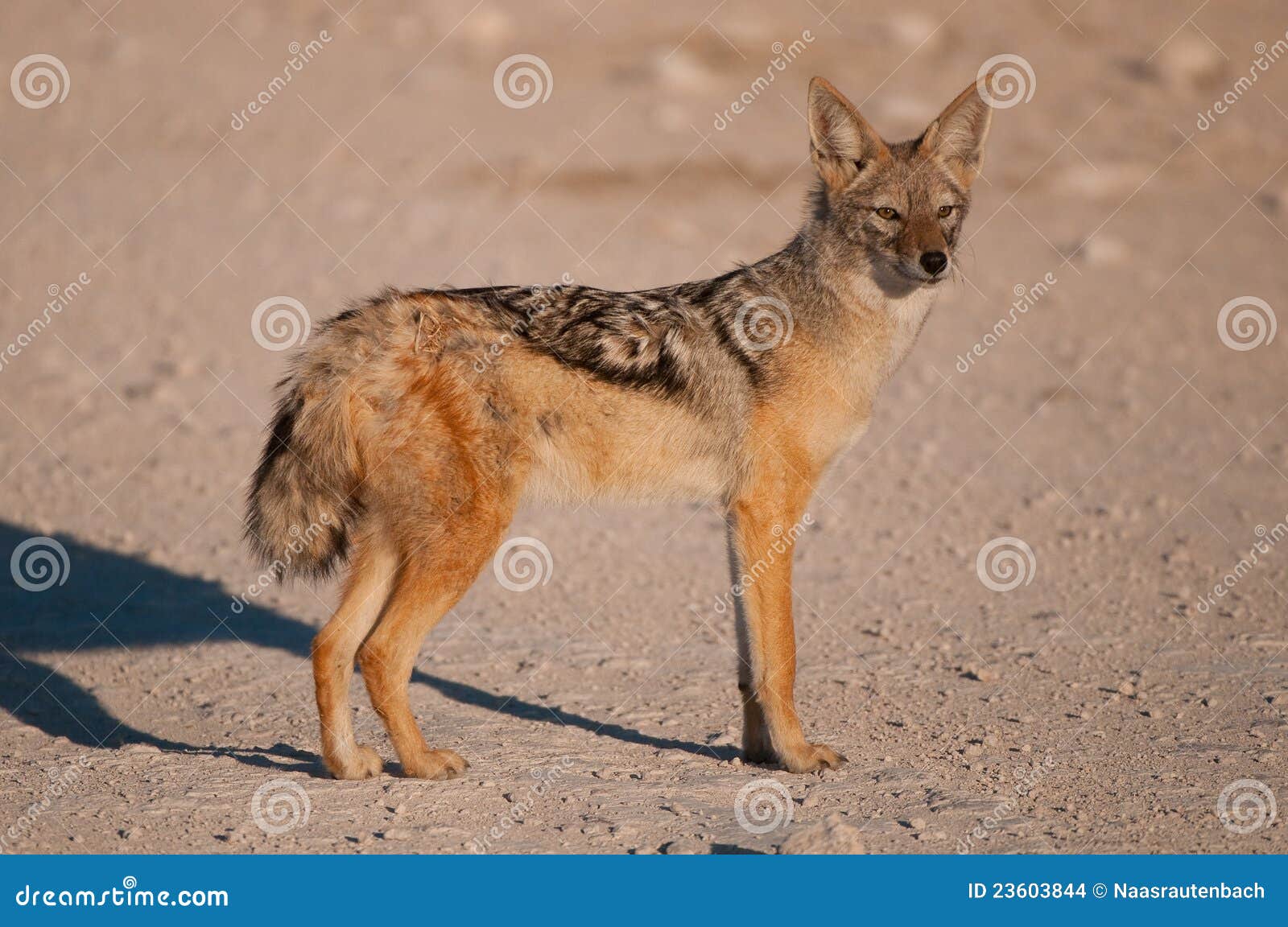 Black-backed jackal stock photo. Image of carnivore, mammal - 23603844