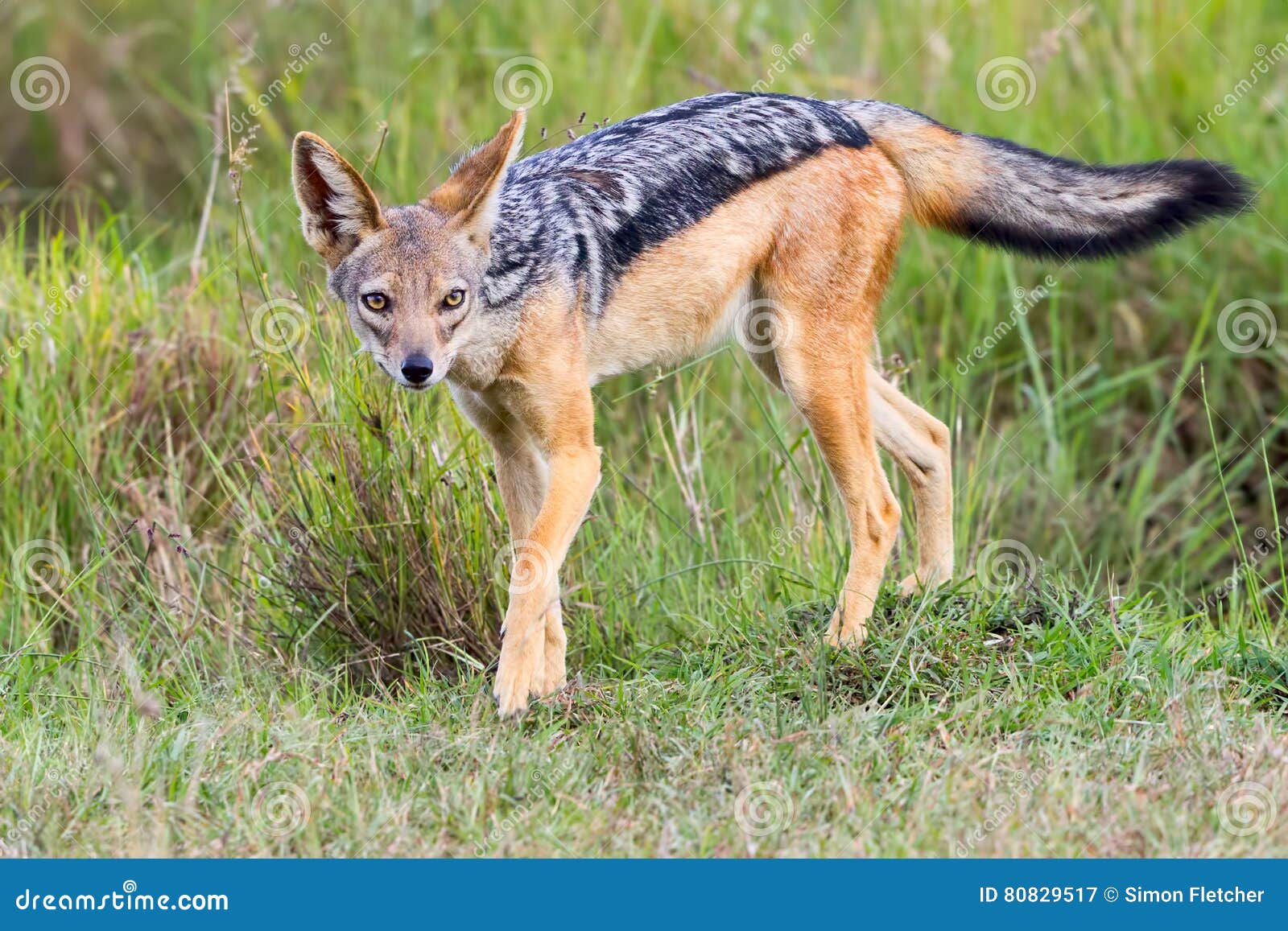 black backed jackal posing in masai mara