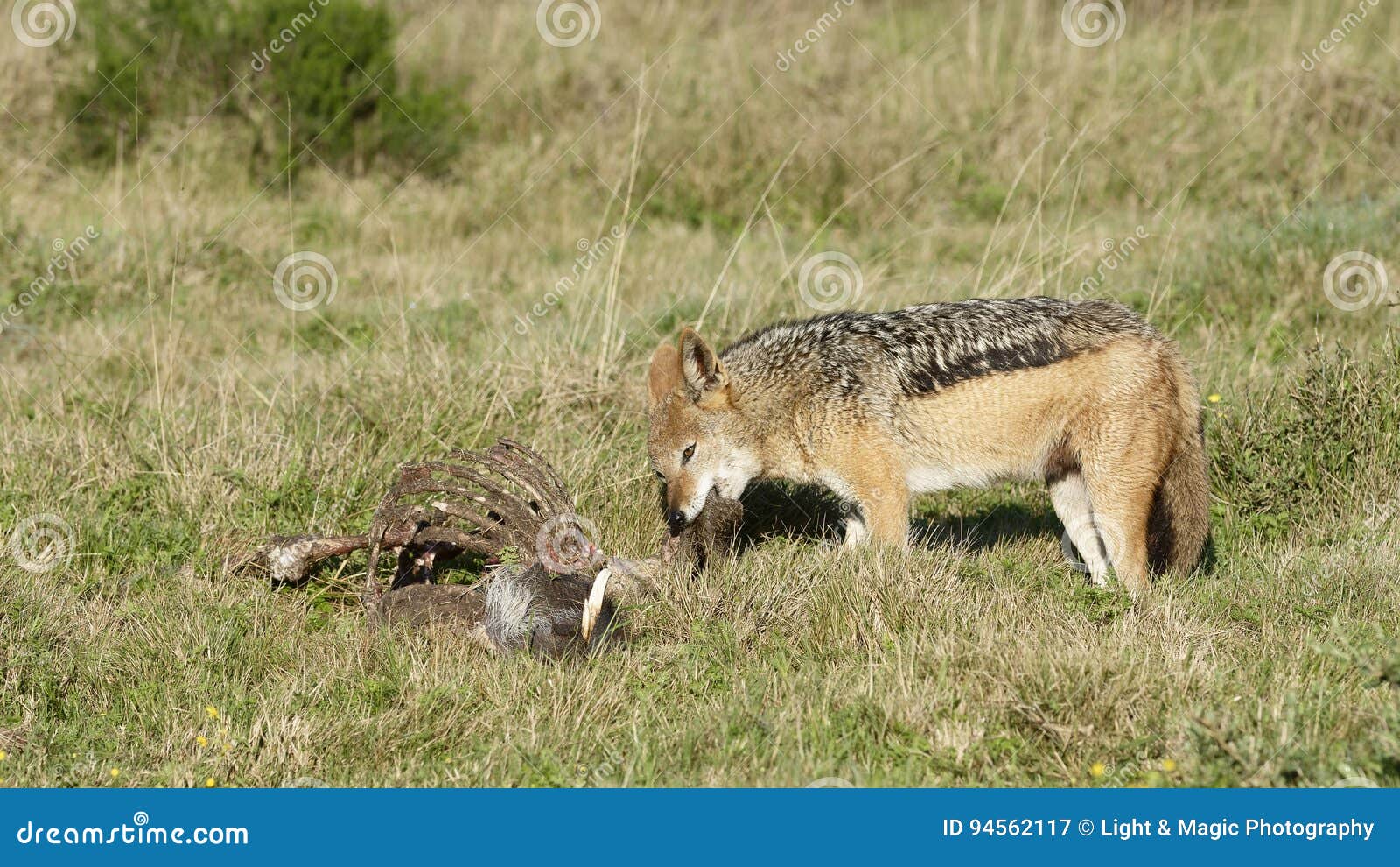 Black Backed Jackal, South Africa Stock Image Biology Diagrams