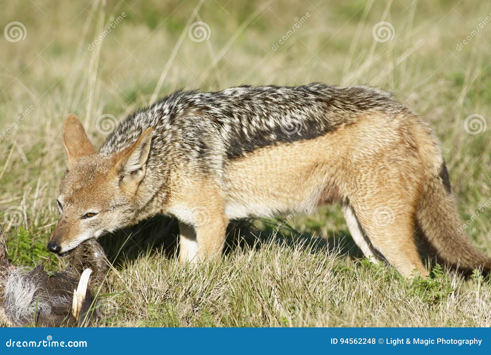 Black Backed Jackal South Africa Stock Photo Biology Diagrams