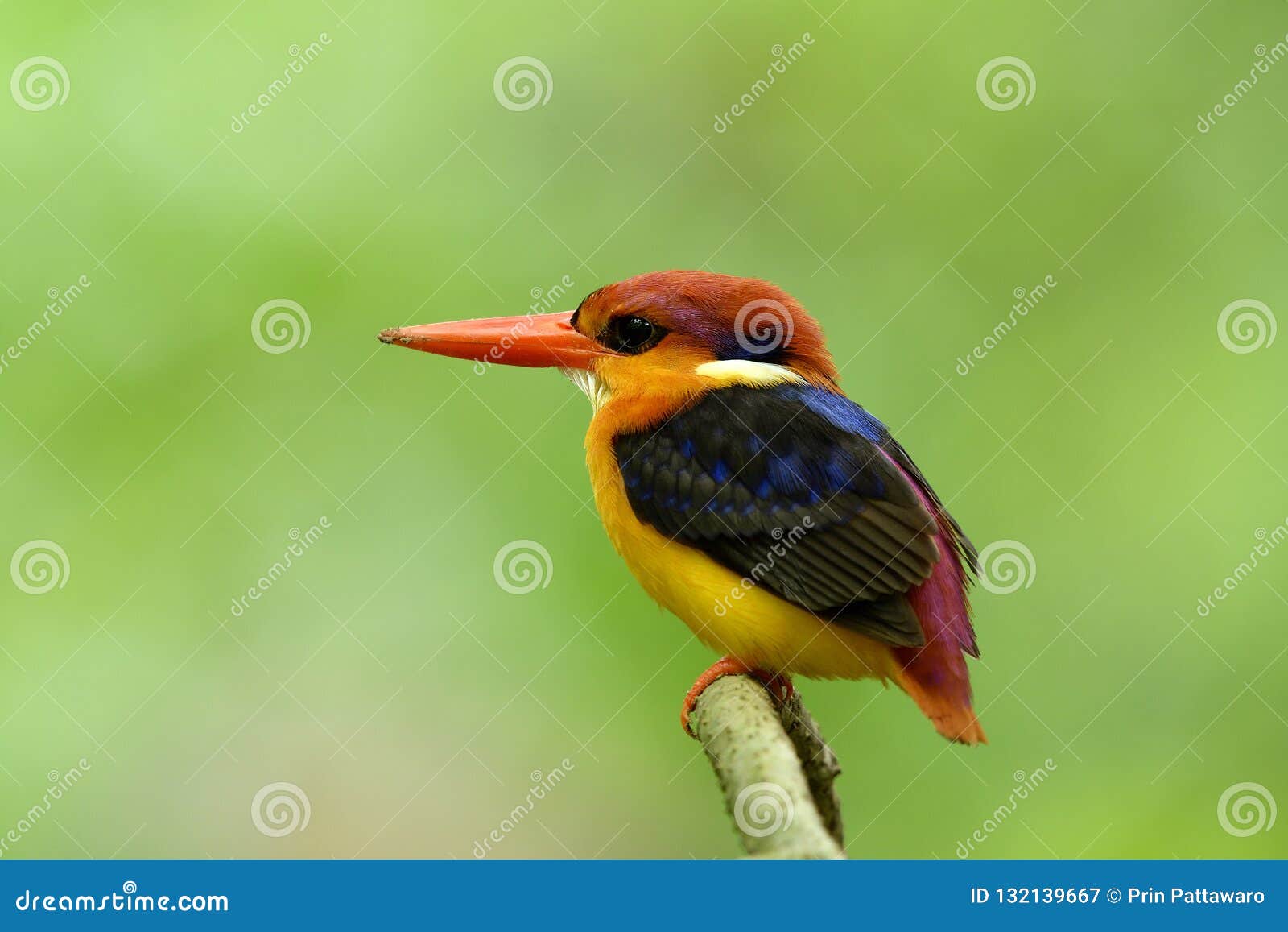 Black-backed or Oriental Dwarf Kingfisher (Ceyx Erithaca) Colorful Bird ...