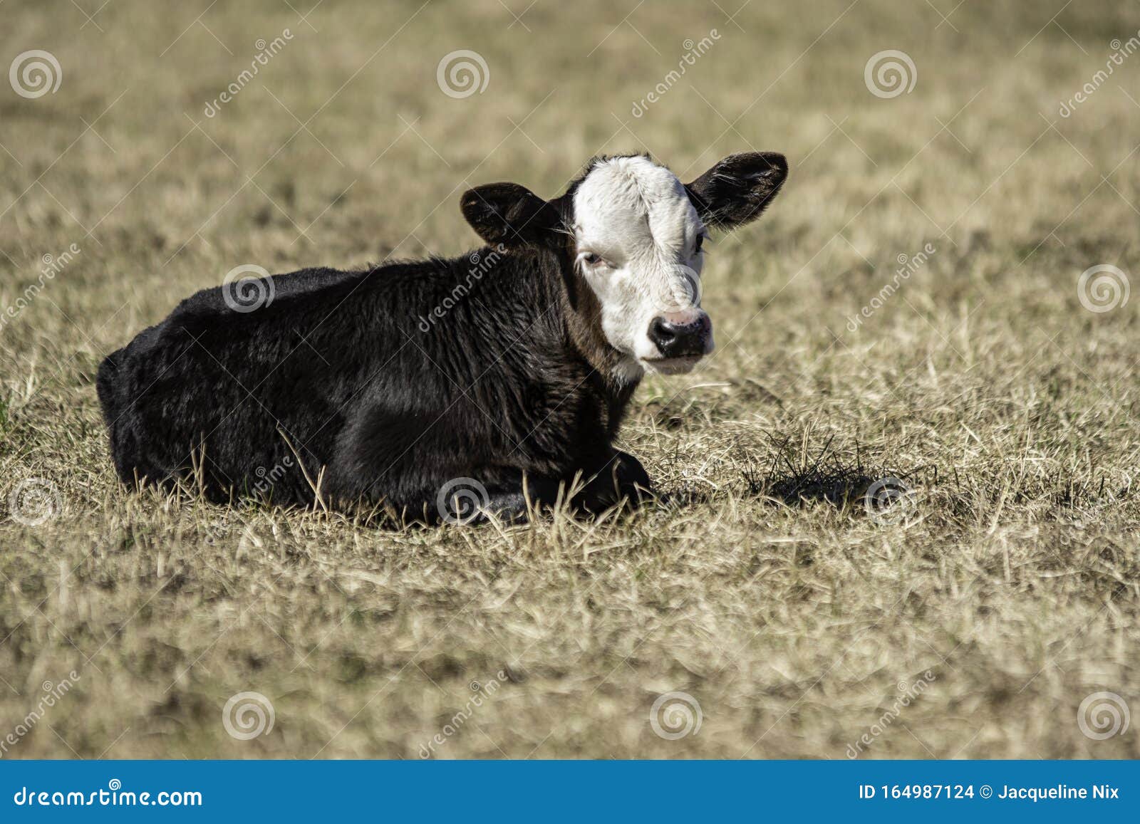 Black Baldy Calf Lying Down Stock Photo Image of ranch, calf 164987124
