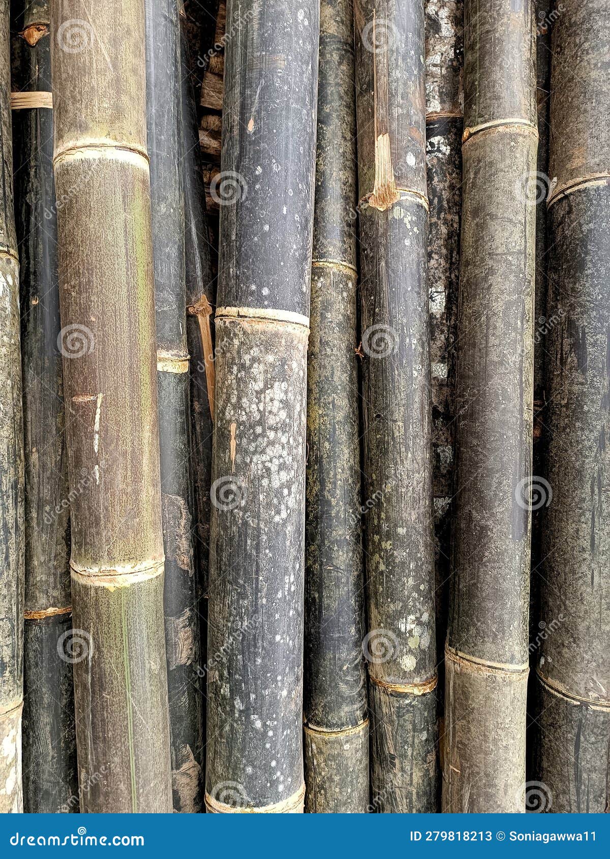 Black Bamboo Sticks for Construction Material Stock Image Image of