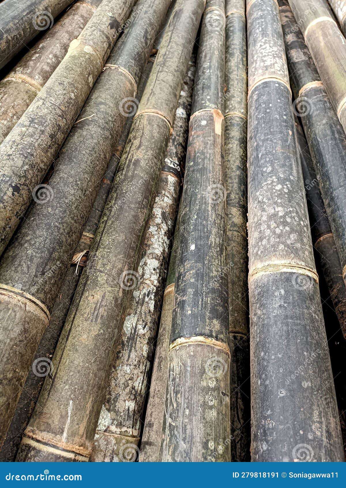 Black Bamboo Sticks for Construction Material Stock Image Image of