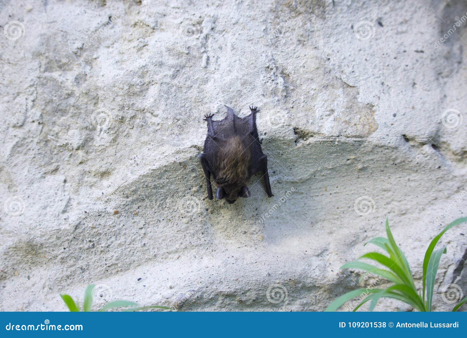 Bat on the Wall on Day stock photo. Image of barbastellus 109201538