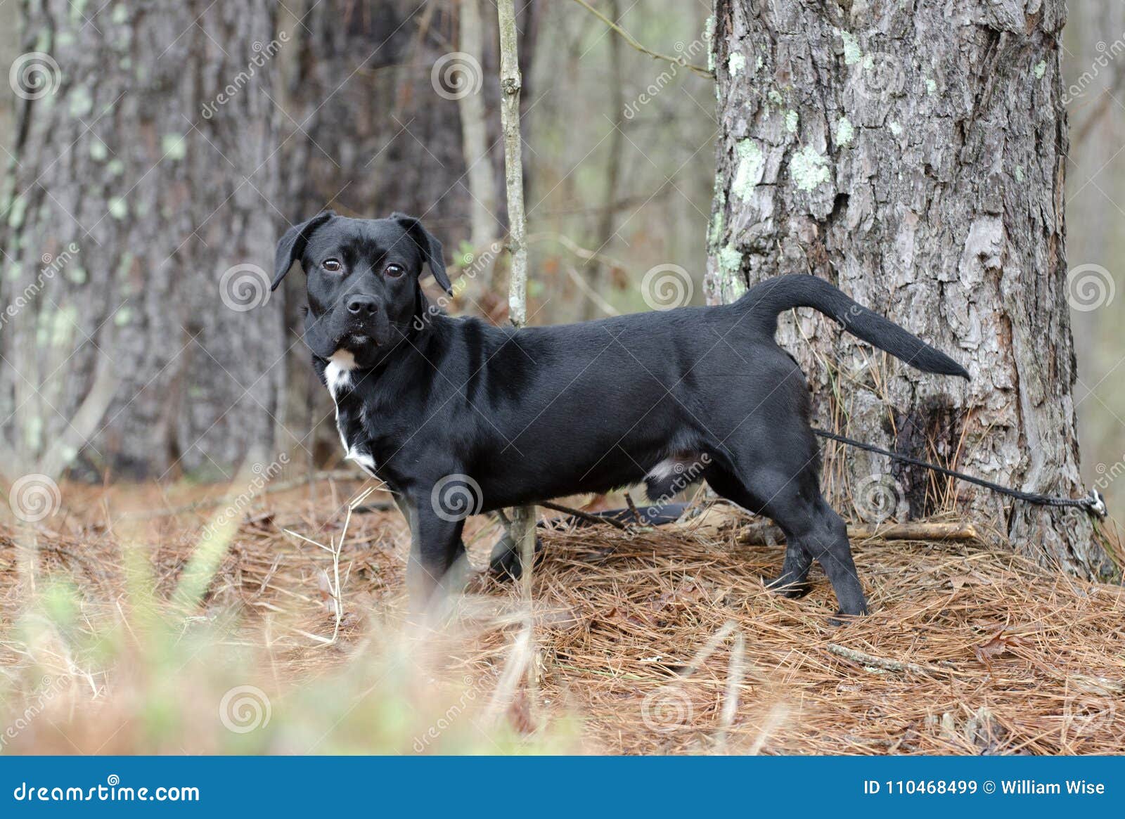 45+ Dachshund Terrier Mix Black And White