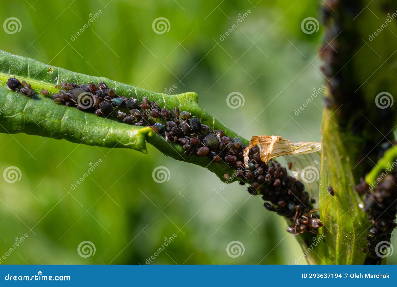 The Black Bean Aphid Aphis Fabae is a Member of the Order Hemiptera