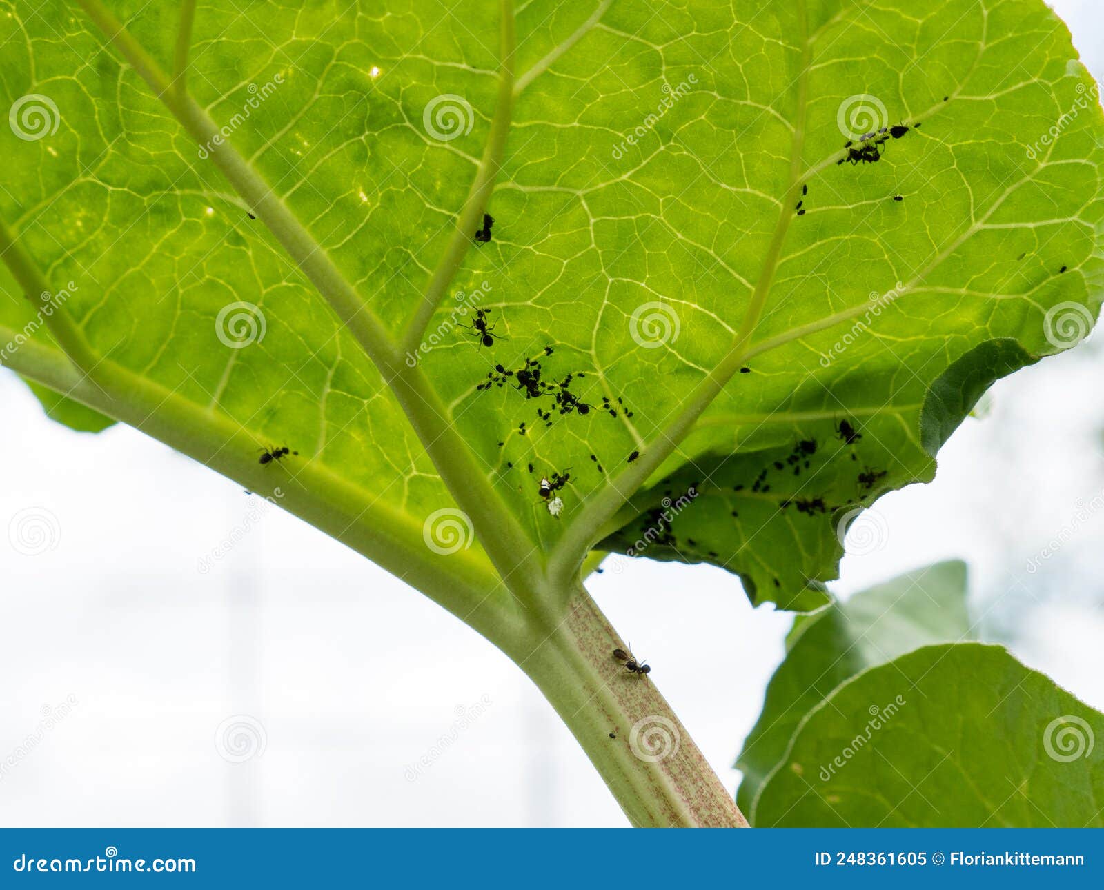 black bean aphid - aphis fabae on rhubarb