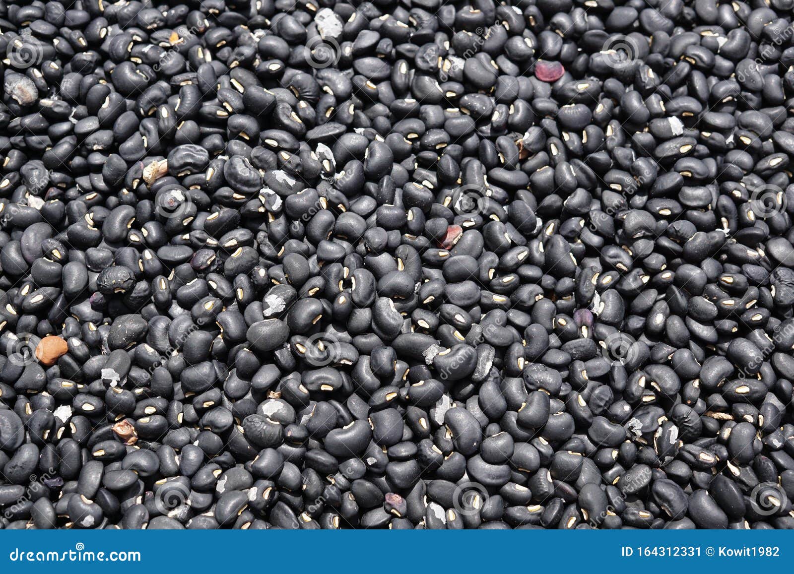 Black Bean and Seed Pod, is Raw Food Stock Image Image of legume